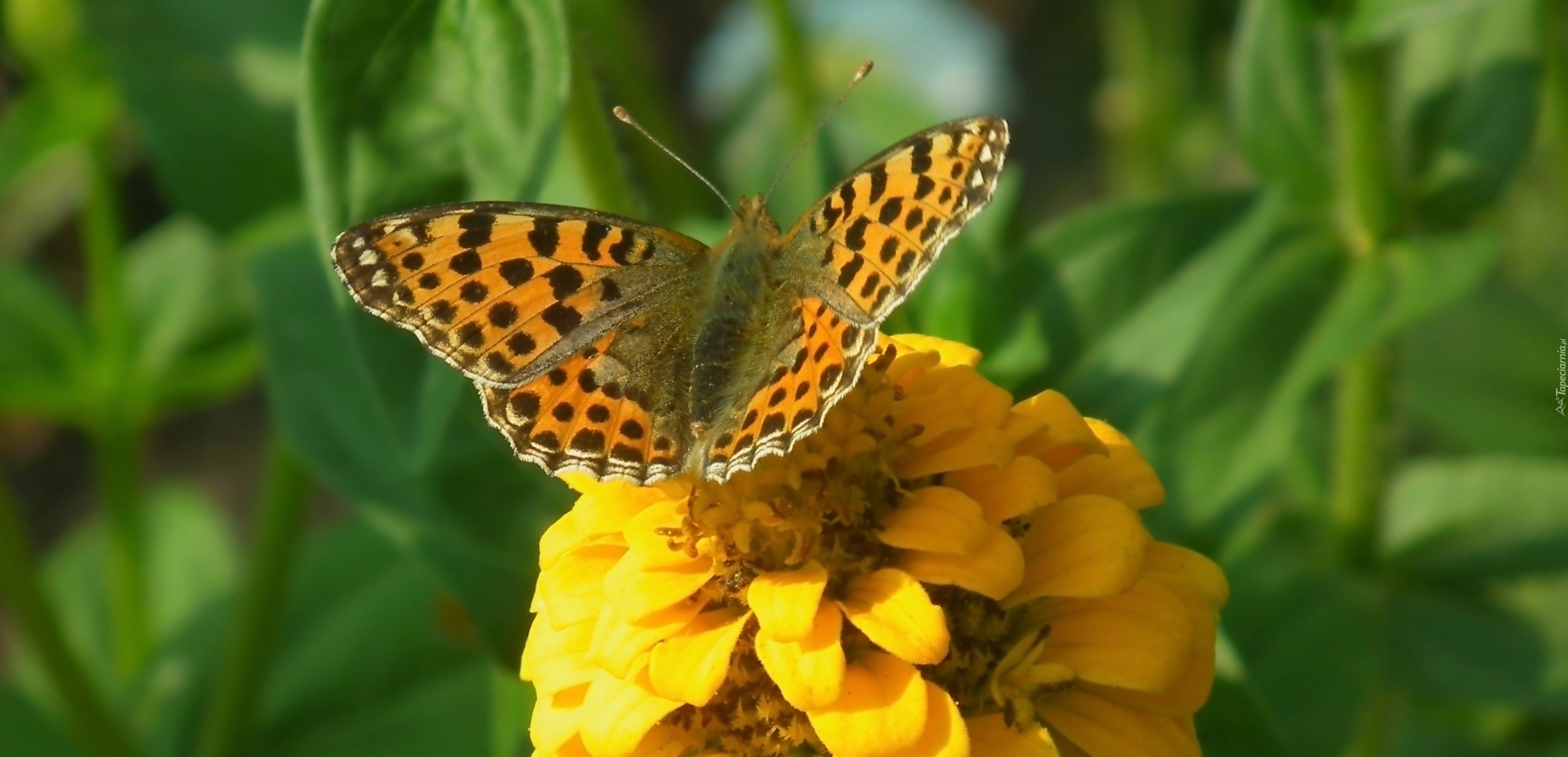 Motyl, Perłowiec malinowiec, Cynia