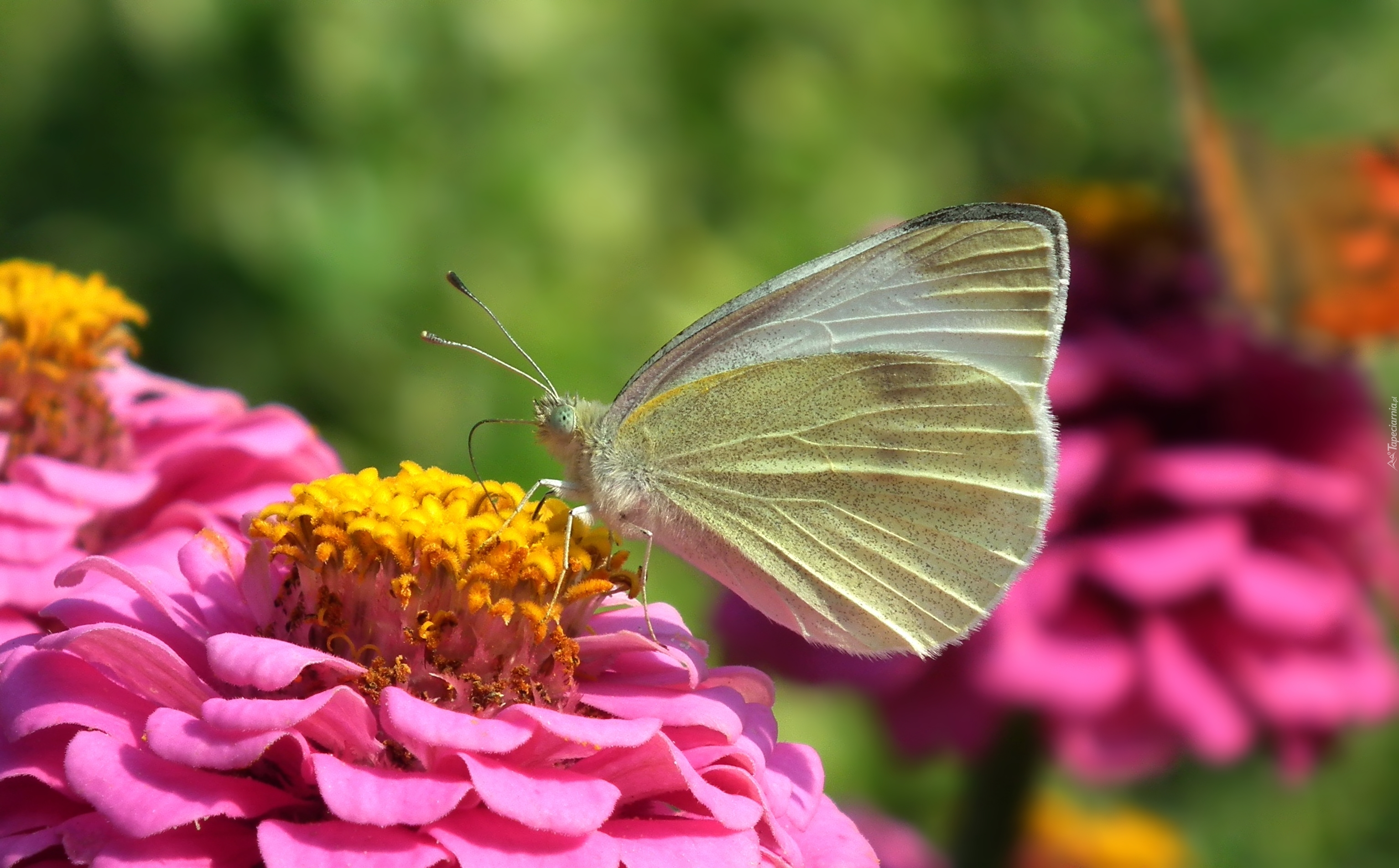 Motyl, Bielinek, Cynia
