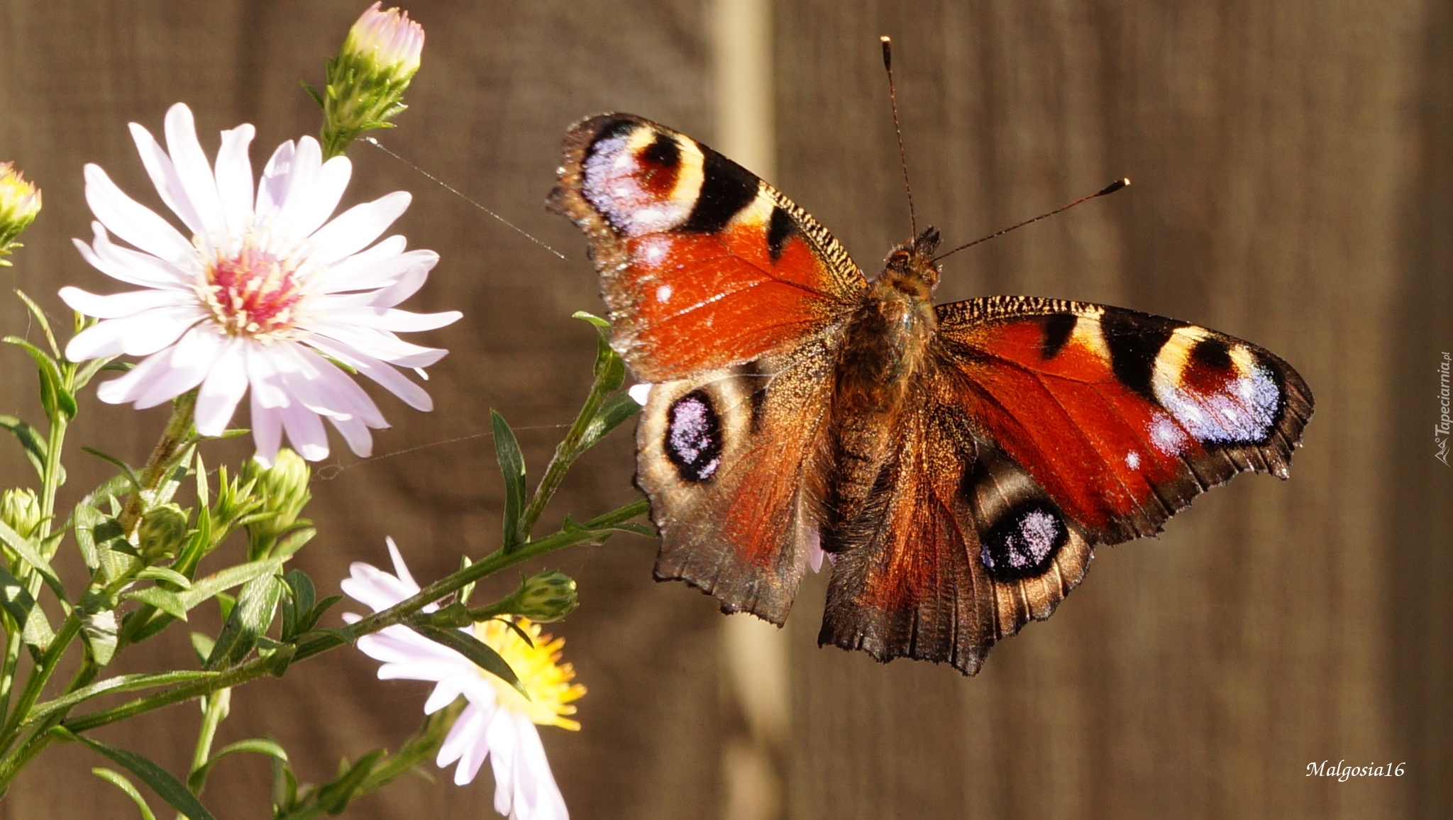 Kwiaty, Astry, Kolorowy, Motyl, Rusałka pawik