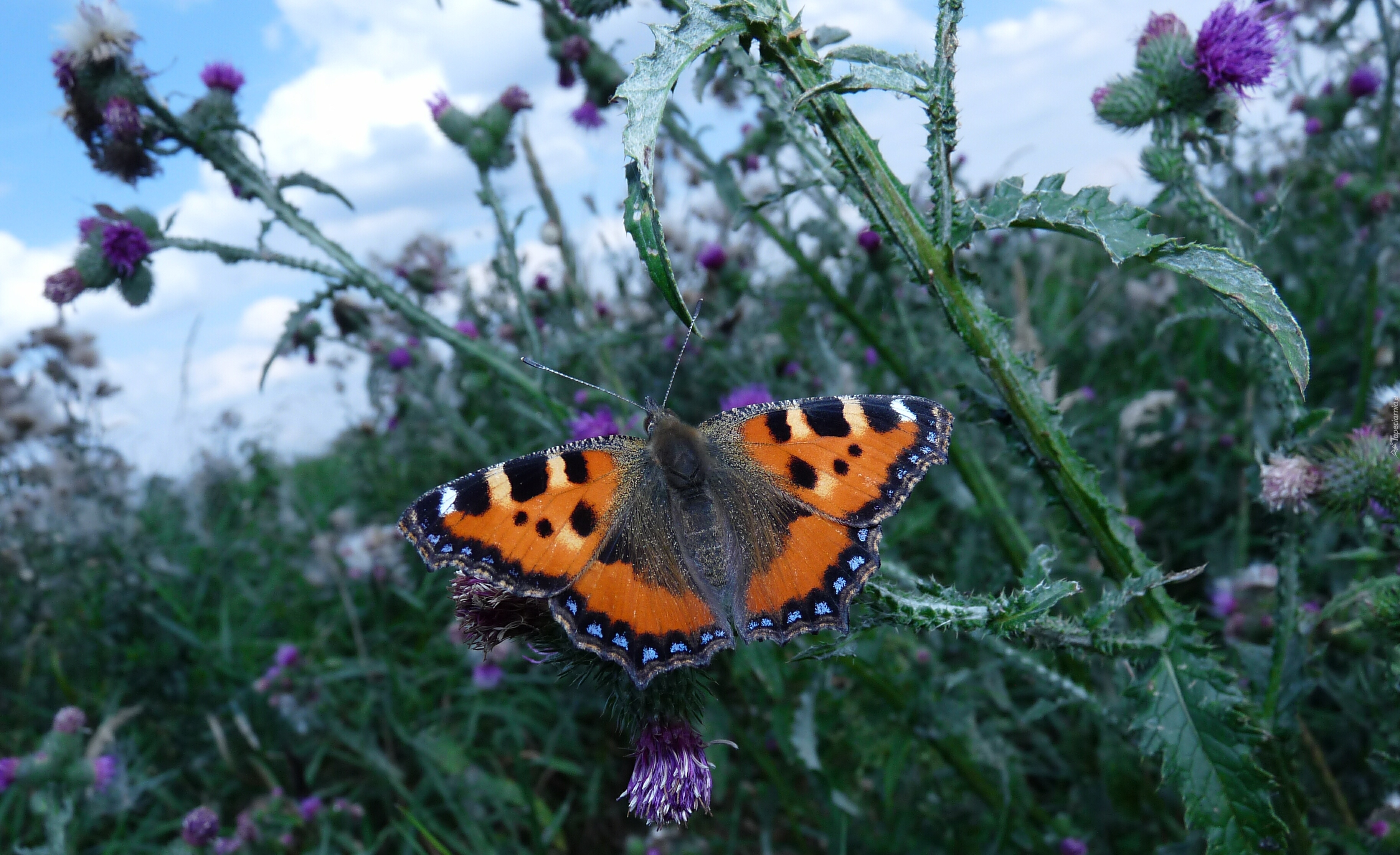 Motyl, Rusałka pokrzywnik