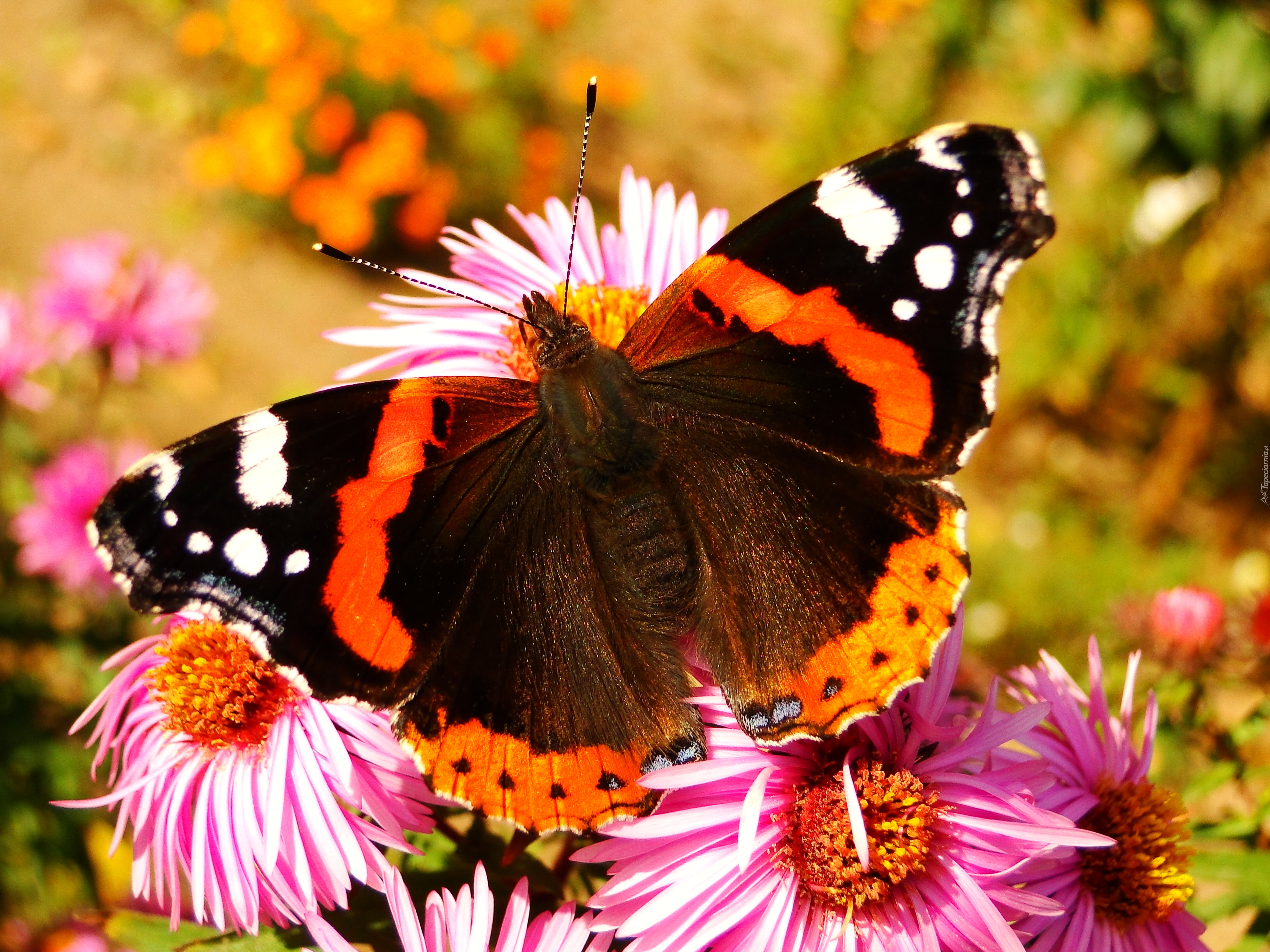 Motyl, Rusałka admirał