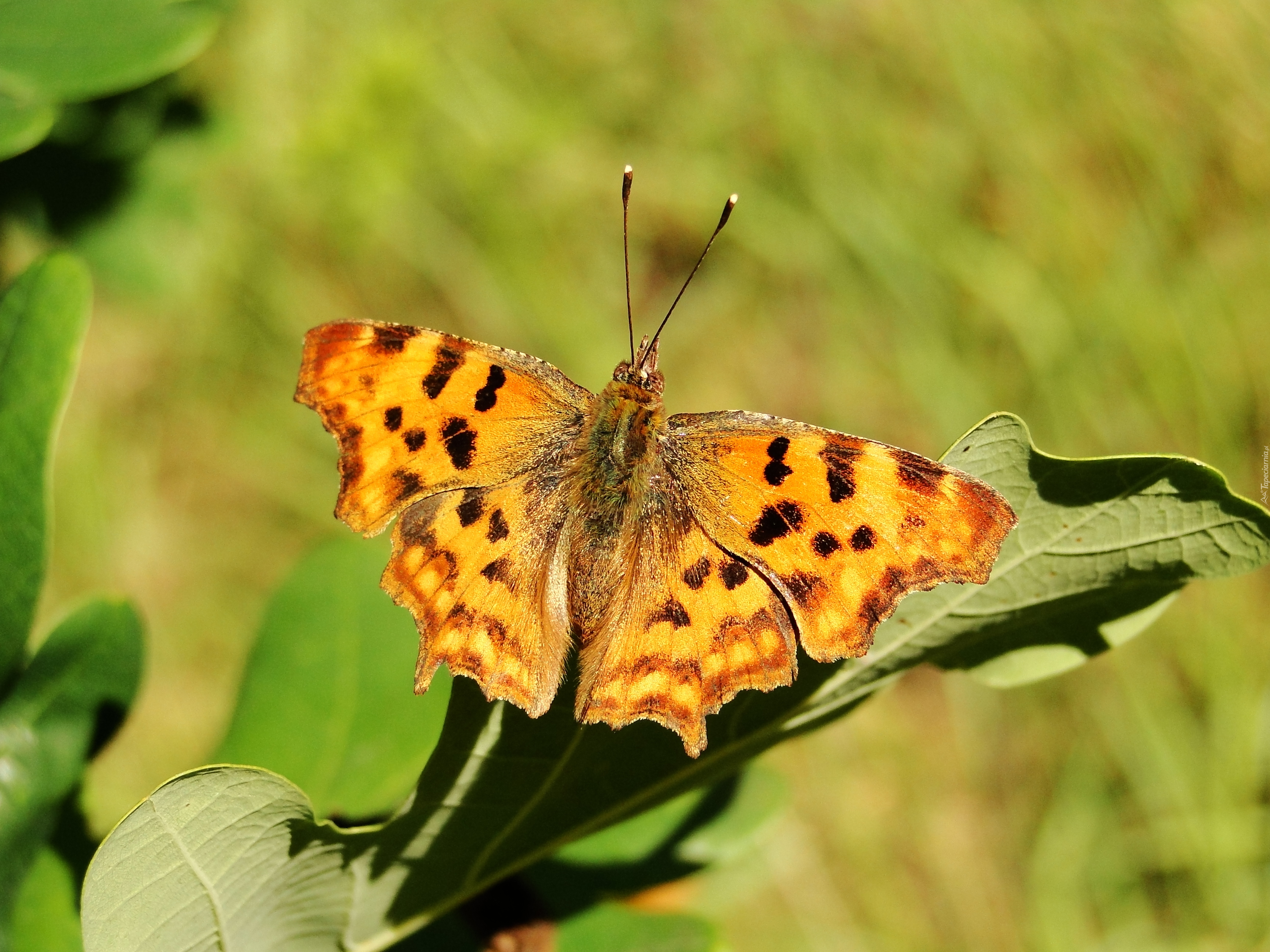 Motyl, Rusałka