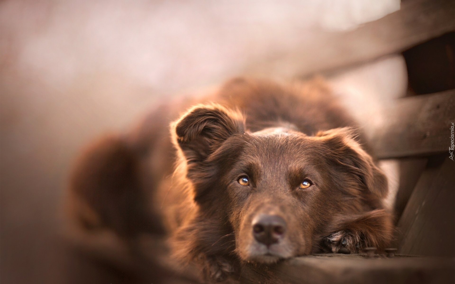 
 Owczarek australijski-australian shepherd