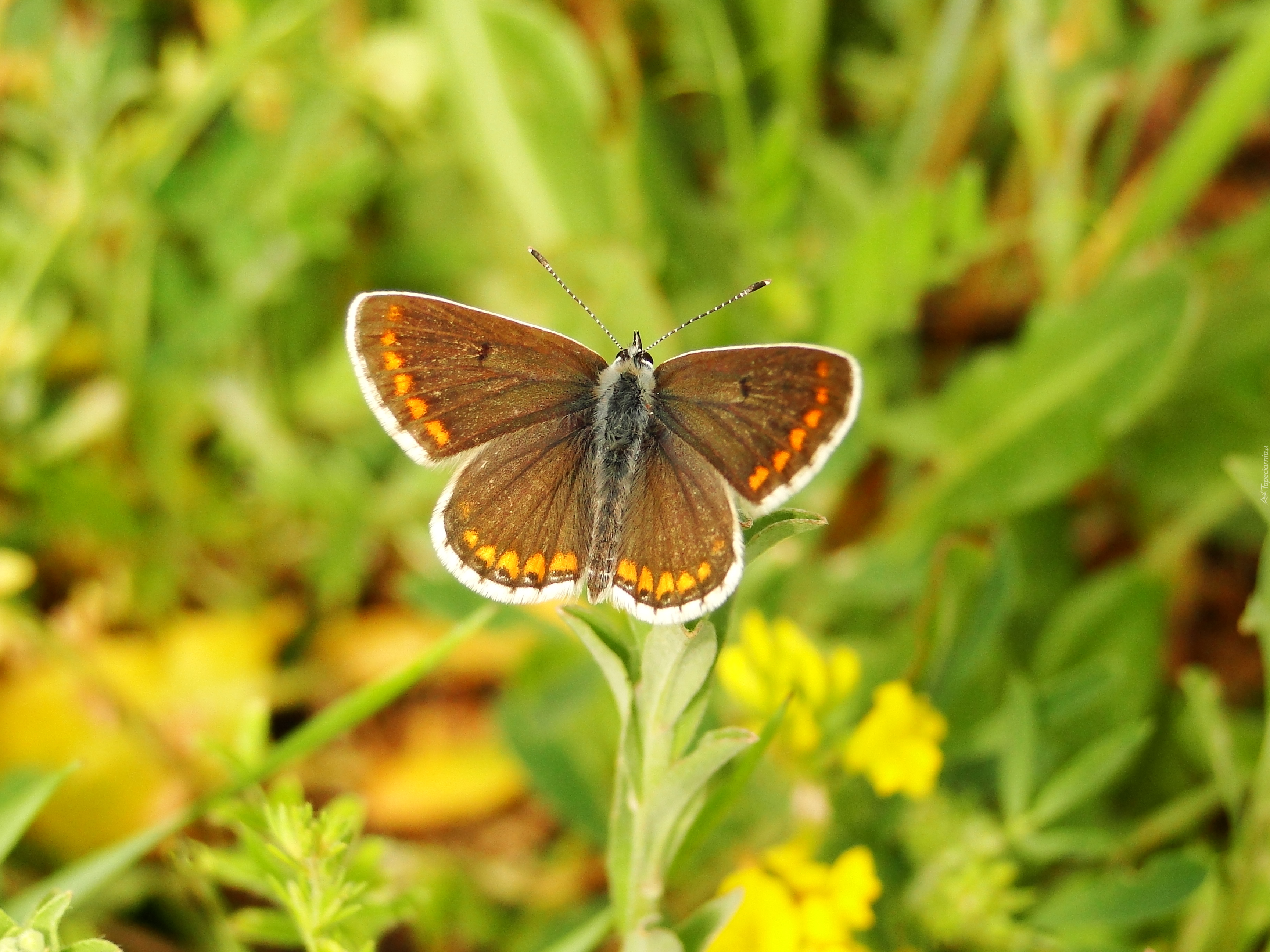 Motyl, Modraszek agestis