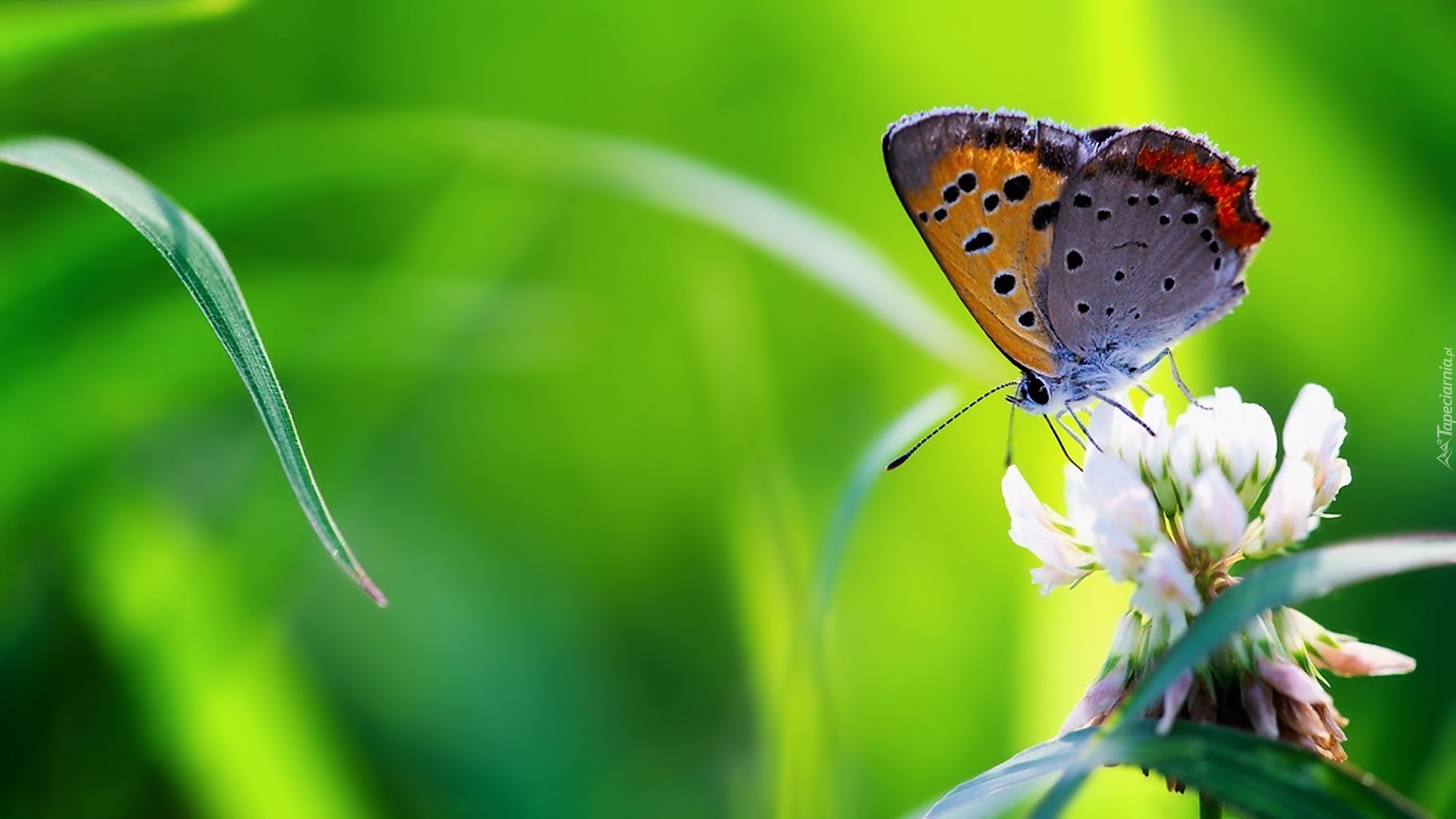 Trawa, Koniczyna, Motyl, Modraszek