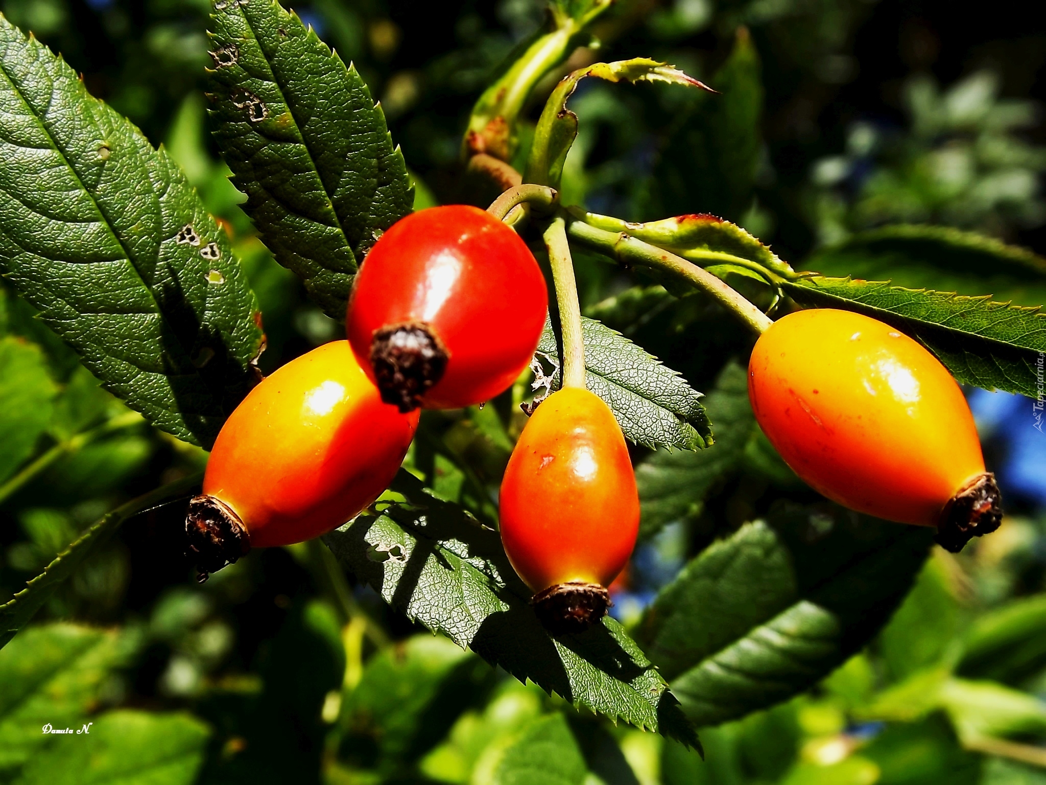 Owoce, Dzikiej, Róży, Liście, Ogród, Lato