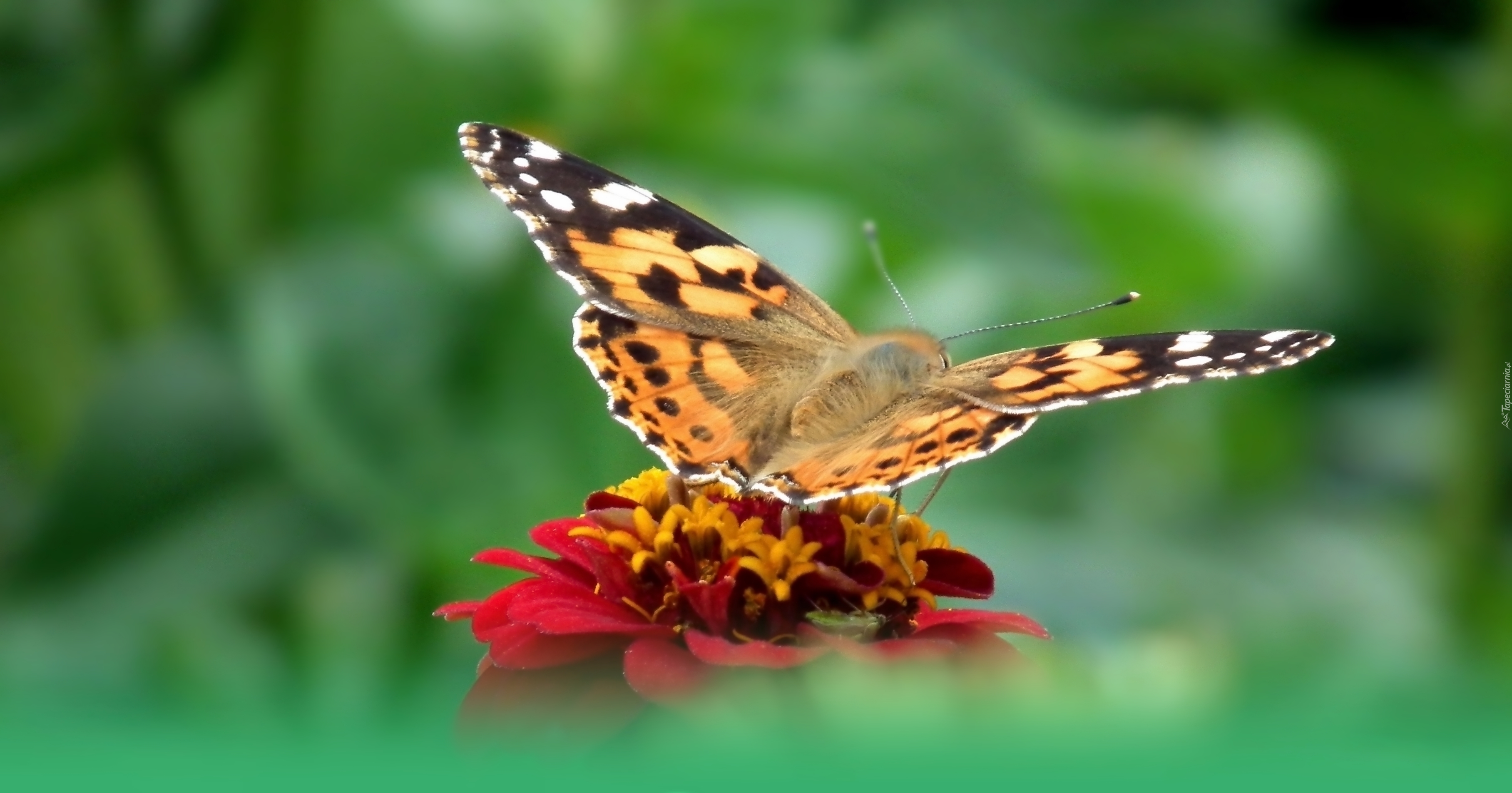 Motyl, Rusałka osetnik, Kwiat