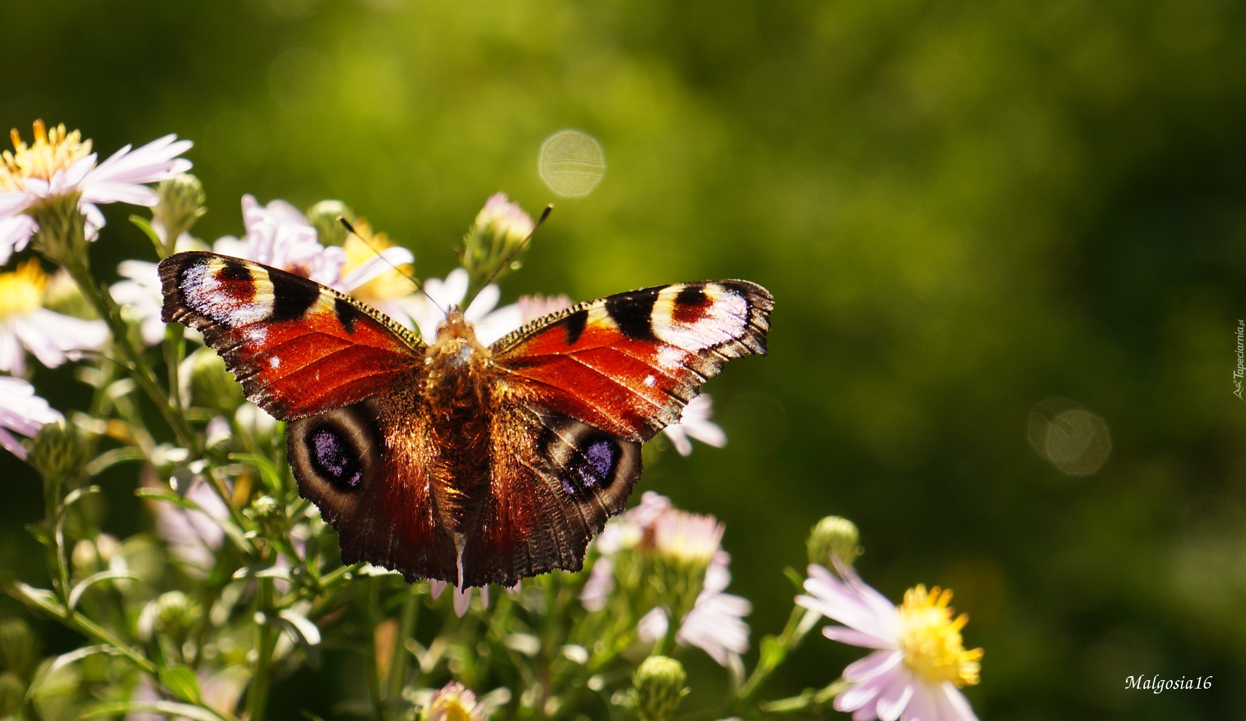 Kwiaty, Kolorowy, Motyl, Rusałka pawik