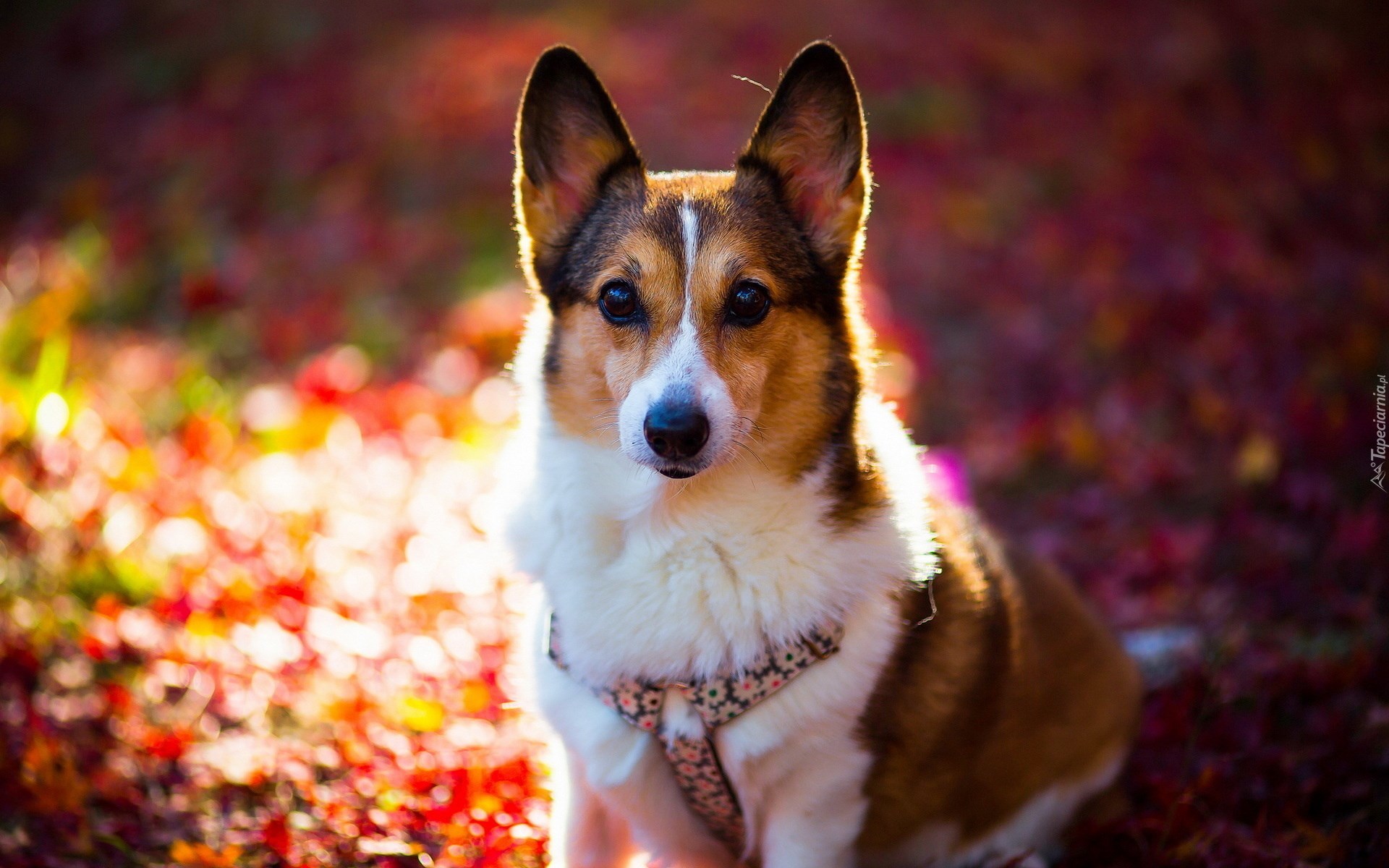 Pies, Welsh corgi pembroke