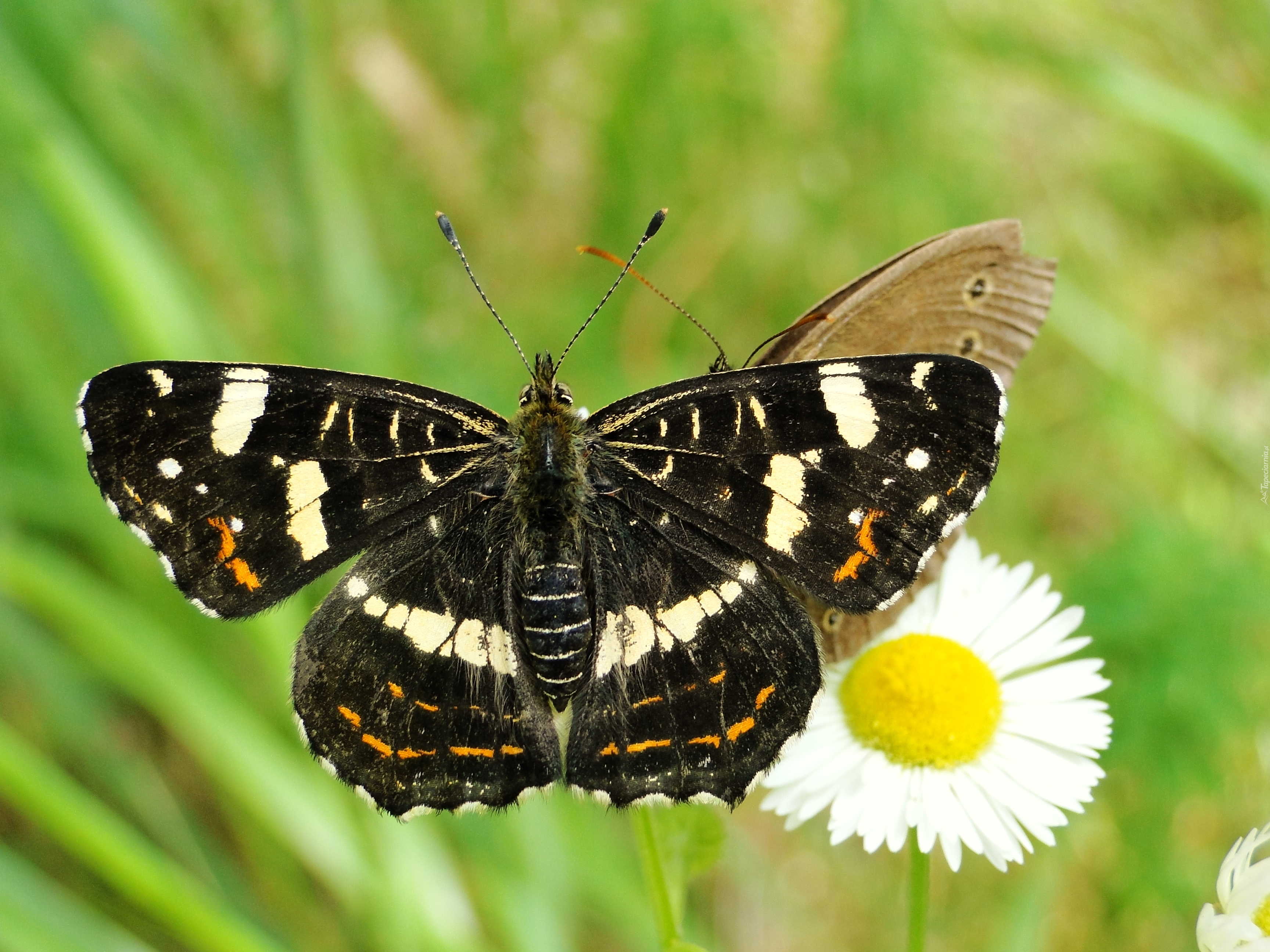 Motyl, Rusałka kratkowiec