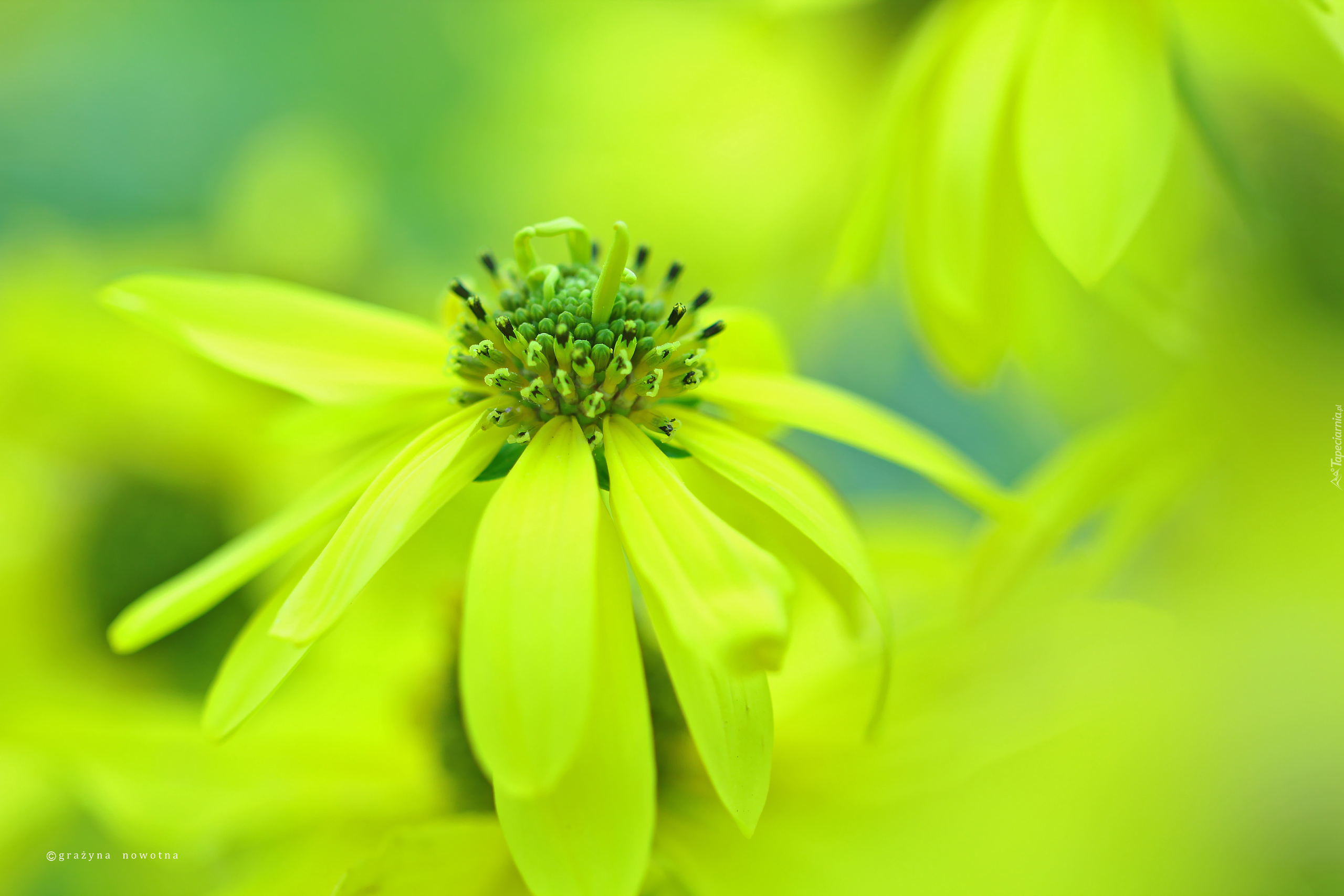 Rudbekia Naga, Żółte, Kwiaty