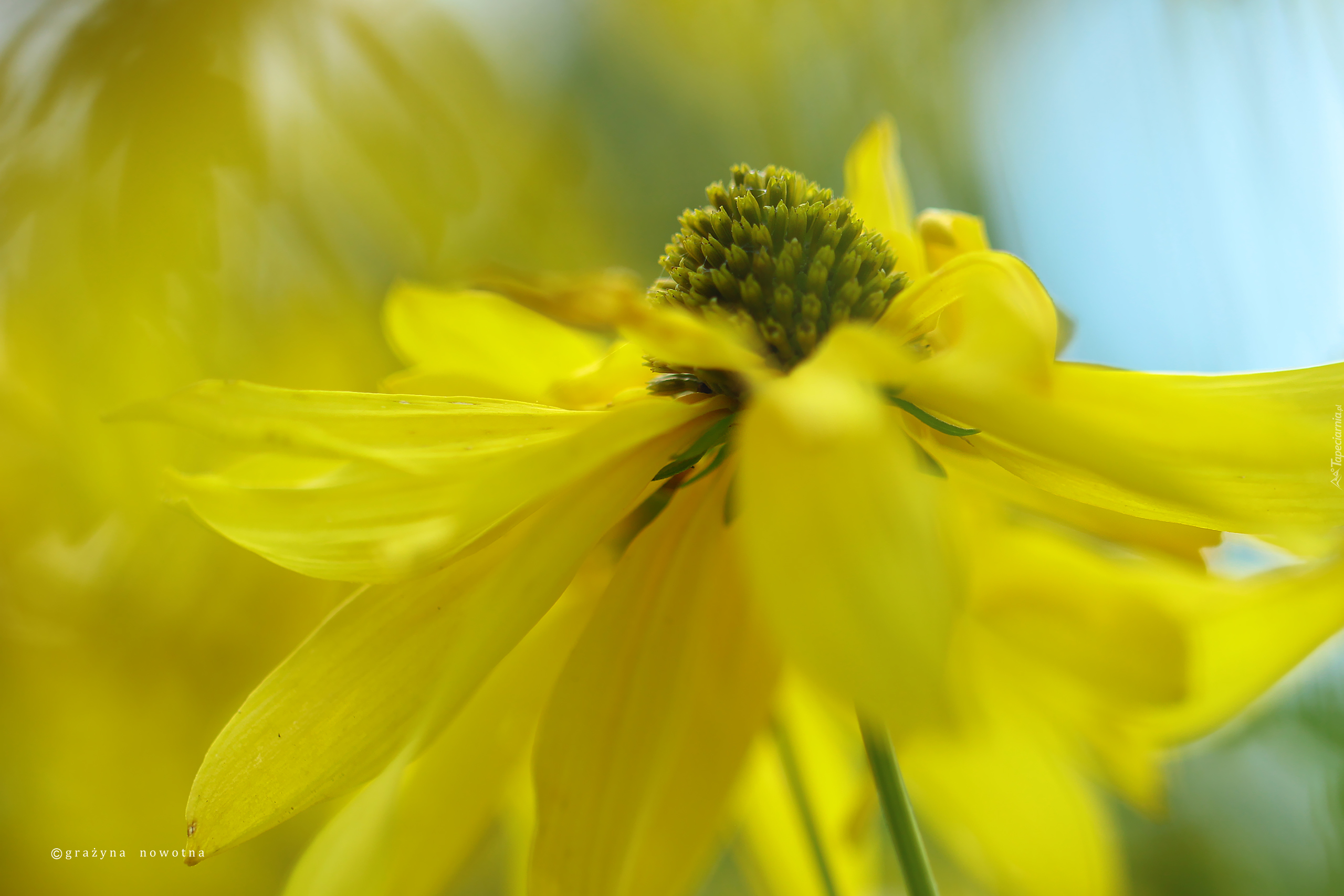 Rudbekia Naga, Żółty, Kwiat