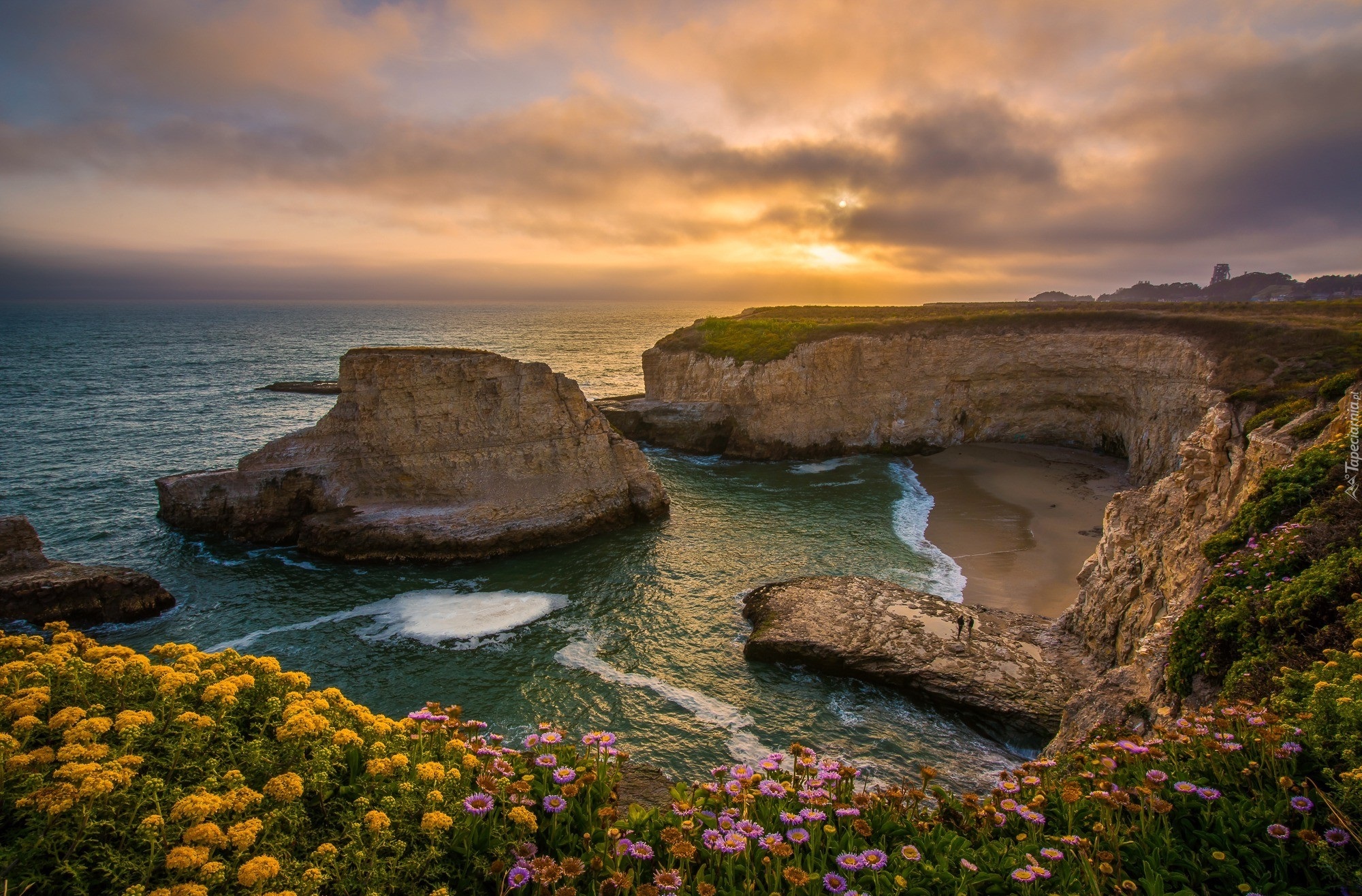 Morze, Wybrzeże, Skały, Klif, Kwiaty, Wschód słońca, Plaża Shark Fin Cove, Davenport, Hrabstwo Santa Cruz, Kalifornia, Stany Zjednoczone