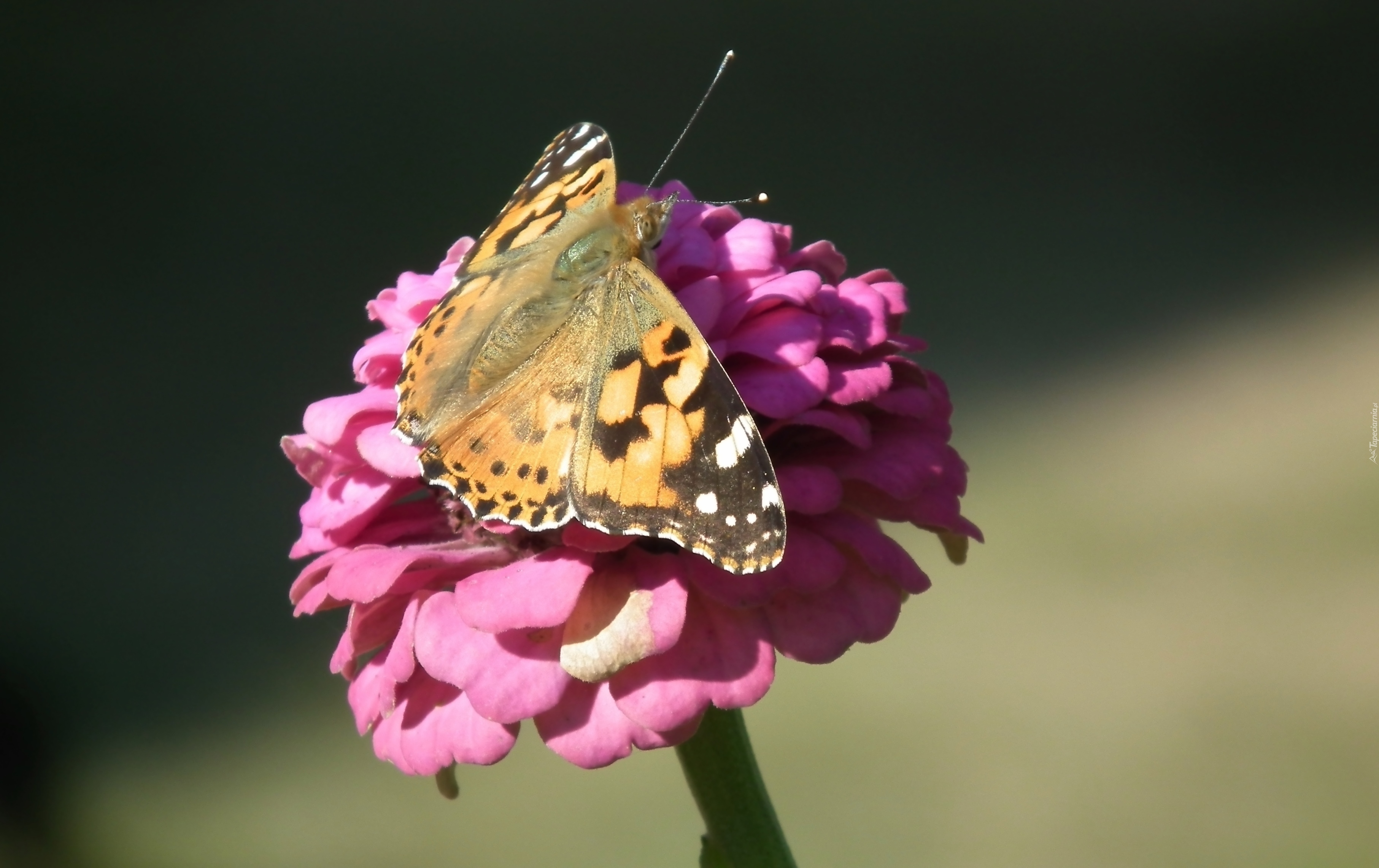 Motyl, Rusałka, Osetnik, Kwiat, Cynia