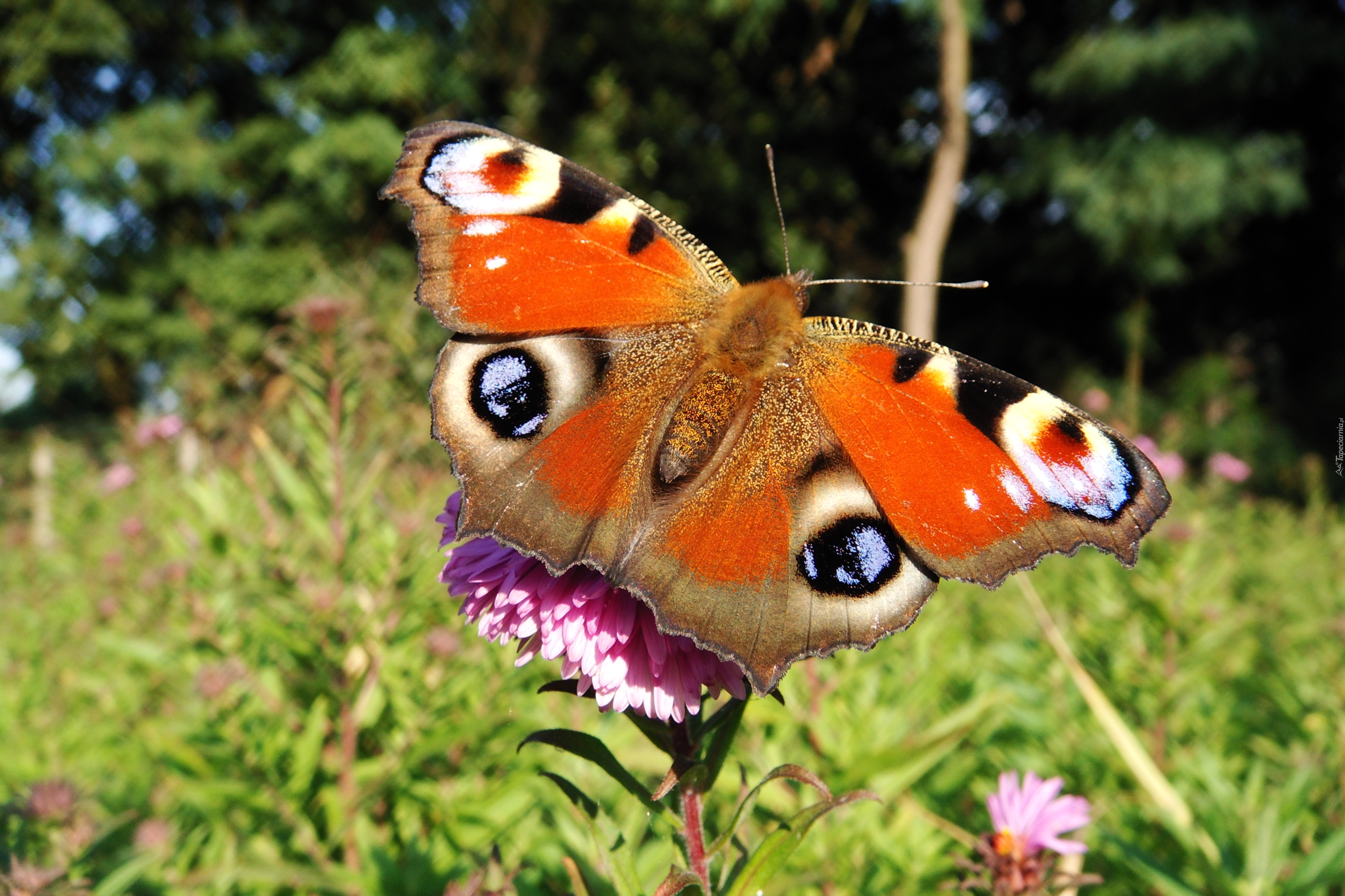 Motyl, Rusałka pawik