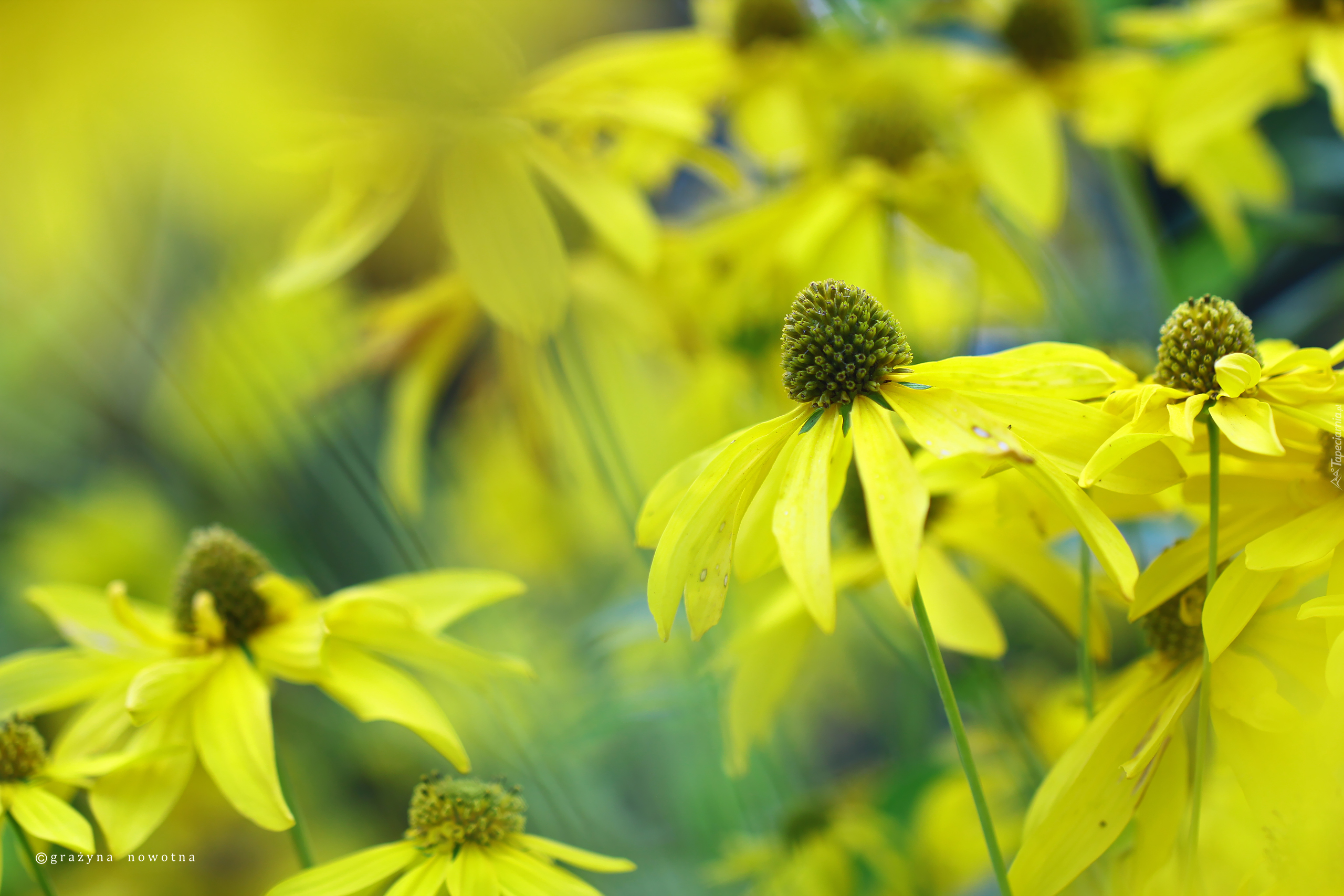 Rudbekia Naga, Żółte, Kwiaty