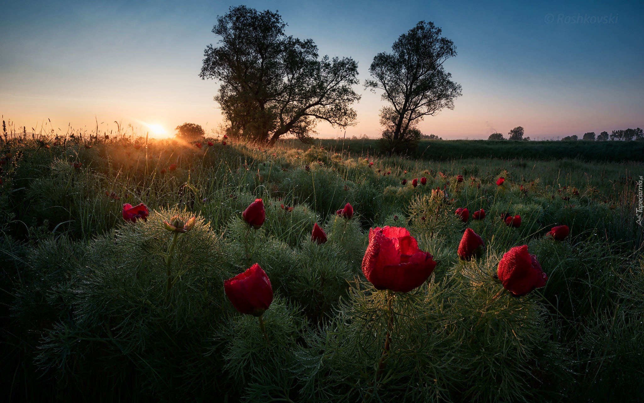 Wschód, Słońca, Rosa, Łąka, Kwiaty, Drzewa