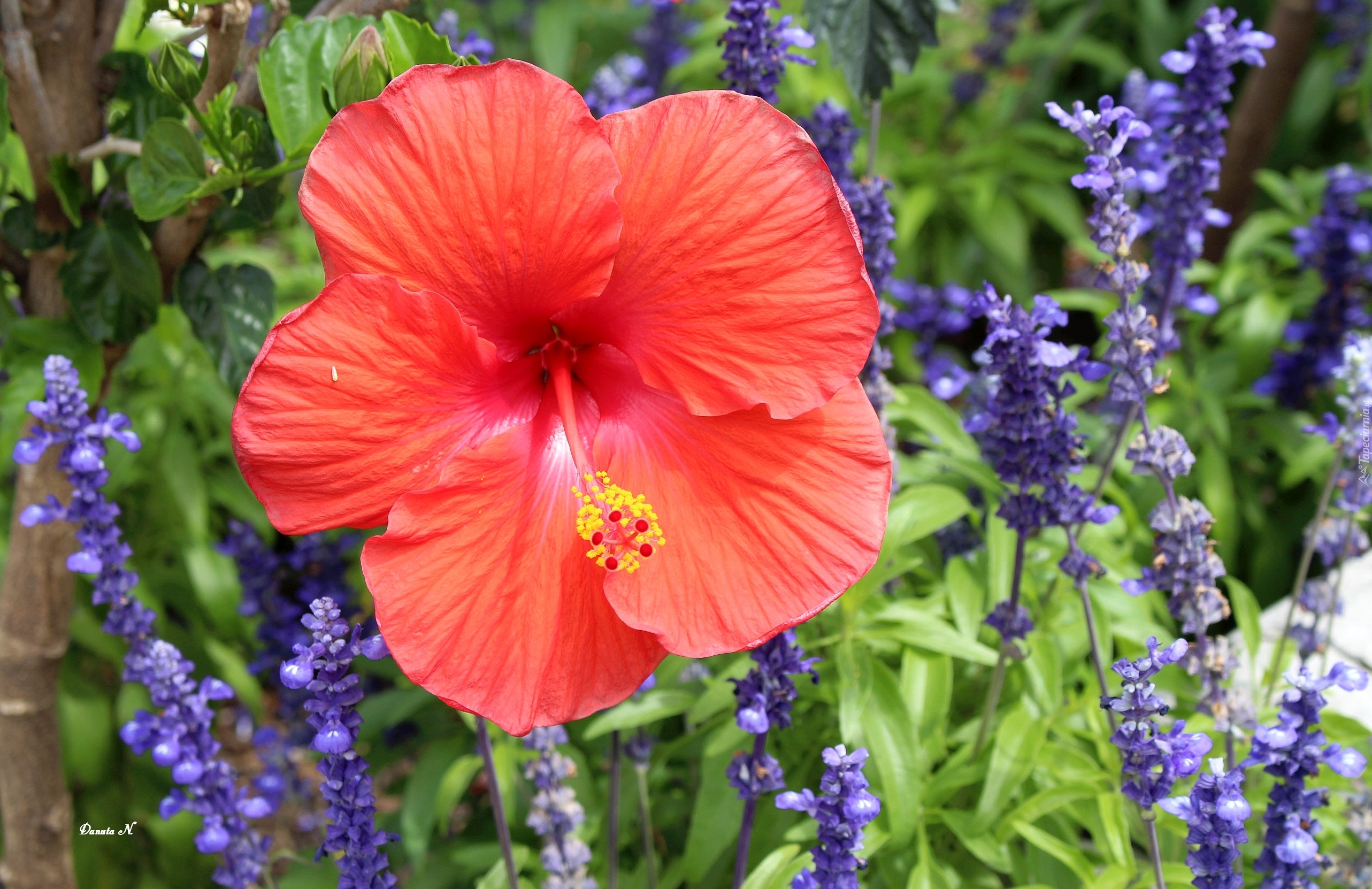 Hibiskus, Czerwony, Ostróżka, Trawy, Ogród, Lato