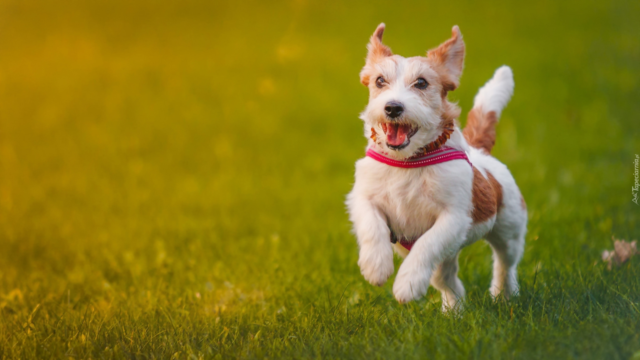 Jack Russell, Terrier, Łąka, Spacer