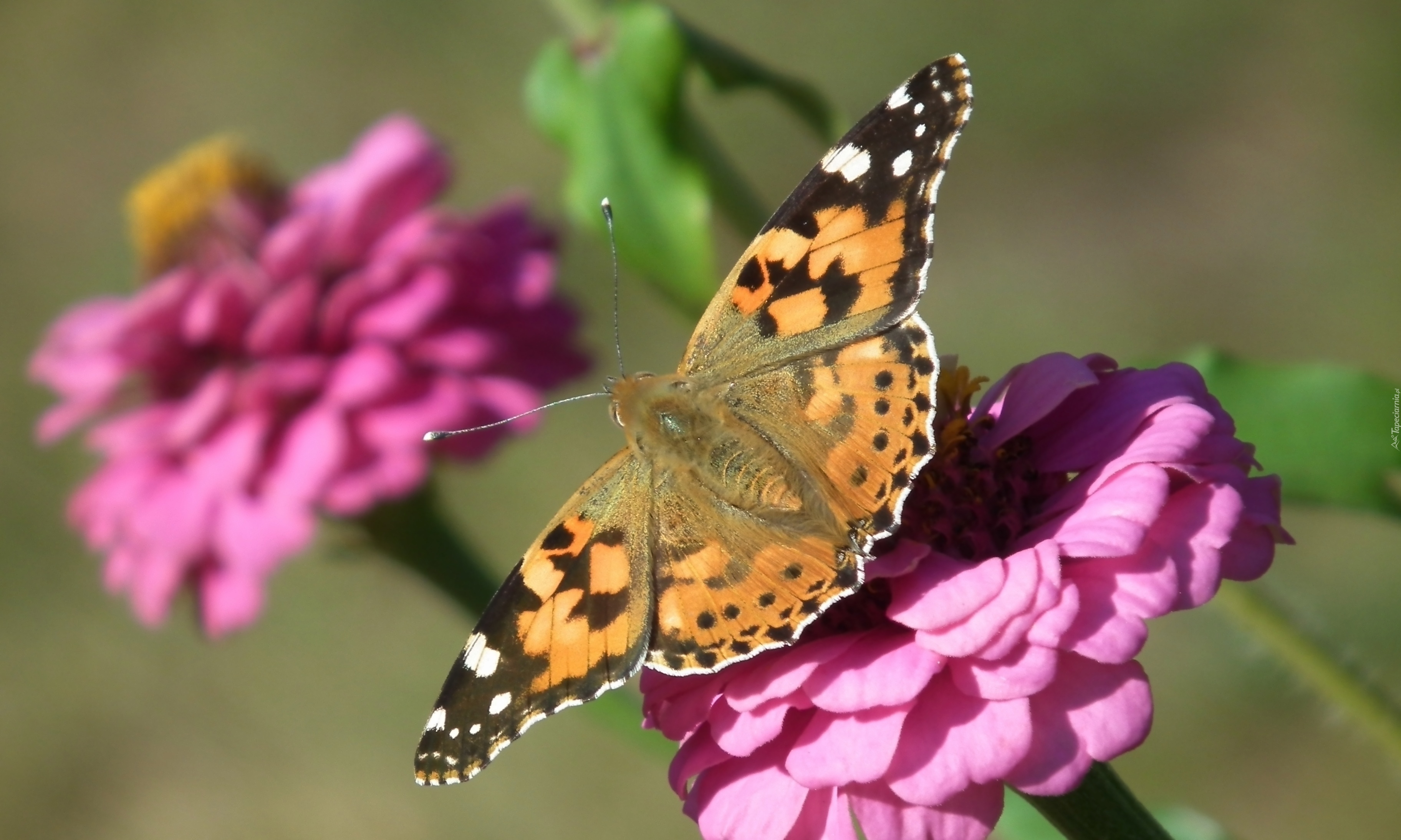 Motyl, Rusałka, Osetnik, Kwiat