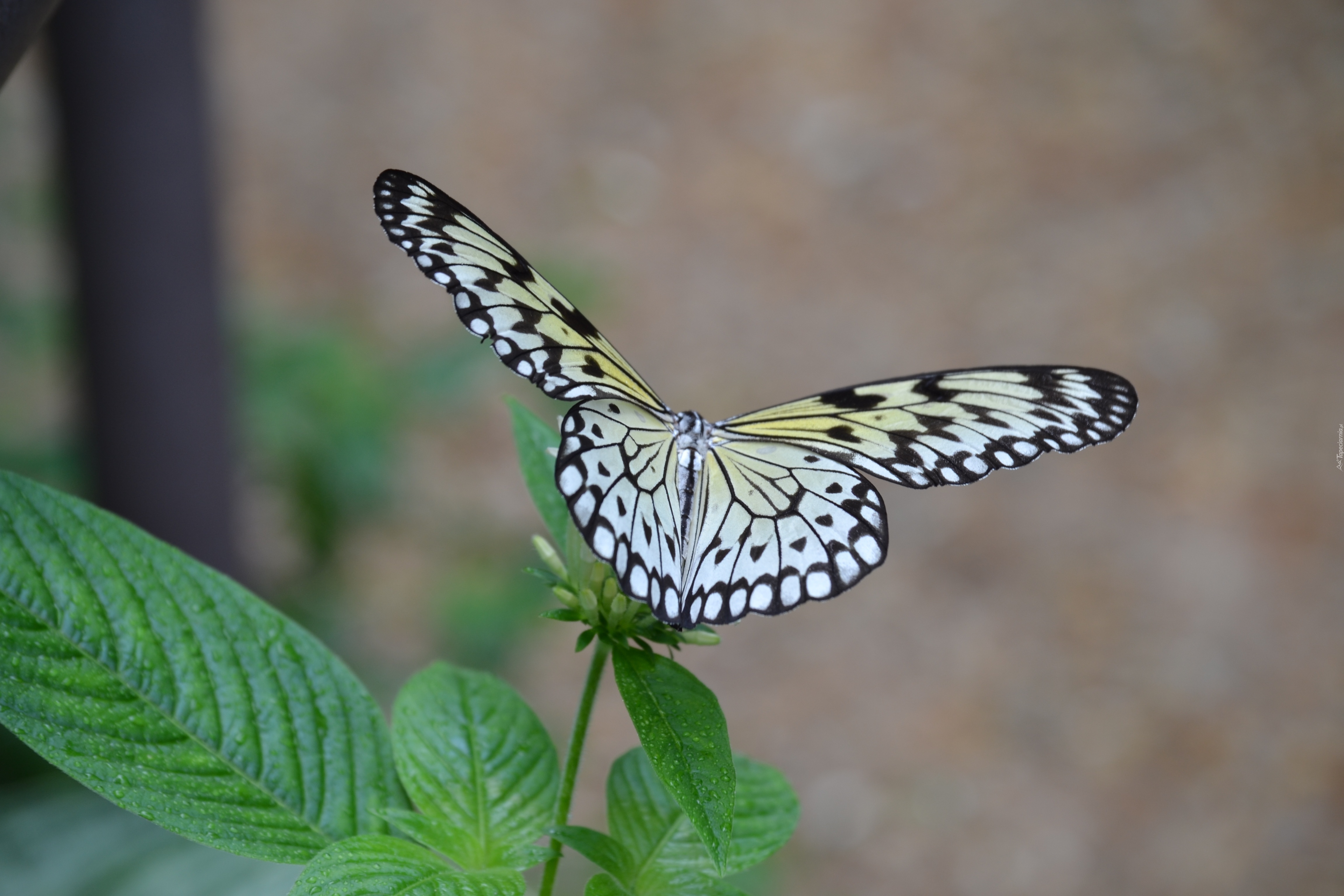 Motyl, Owad, Roślina, Liście