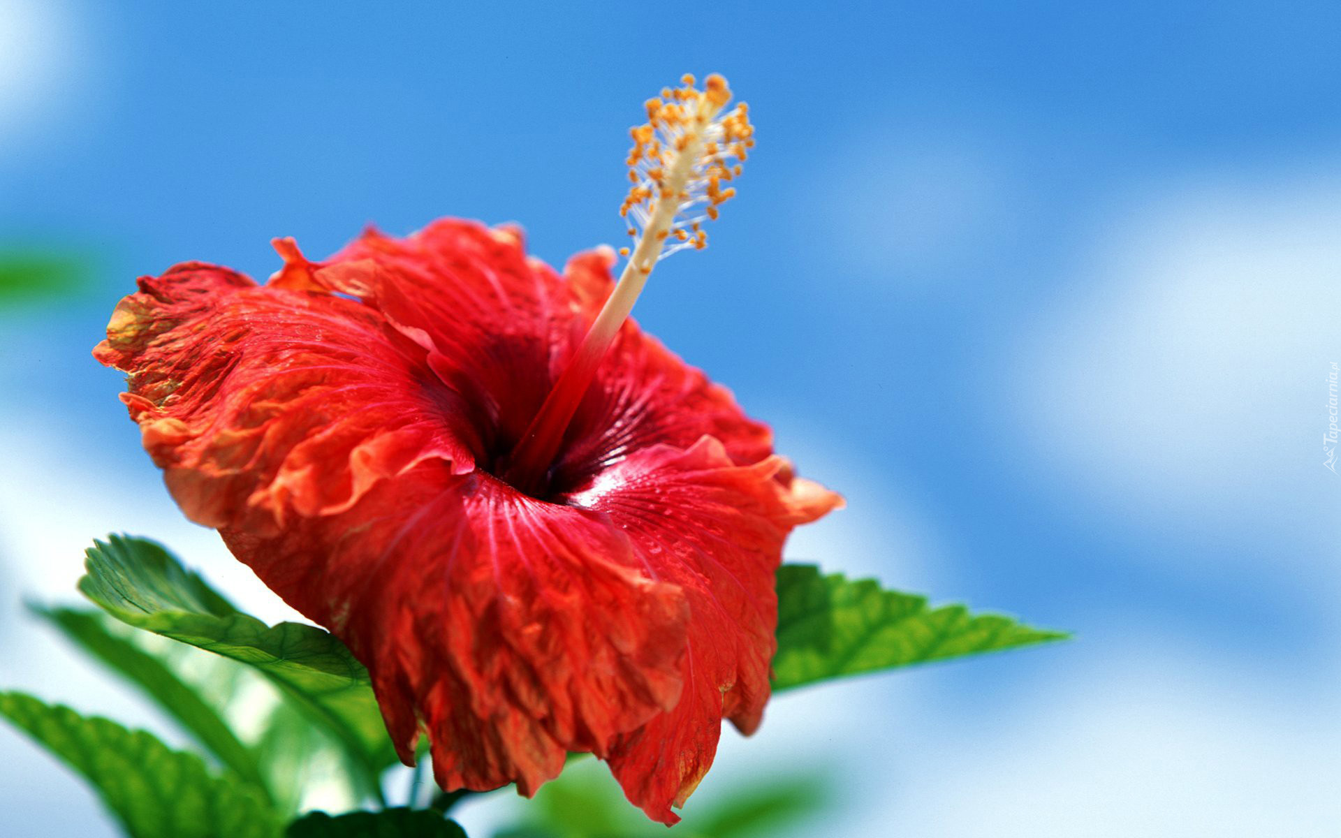 Kwiat, Hibiskus