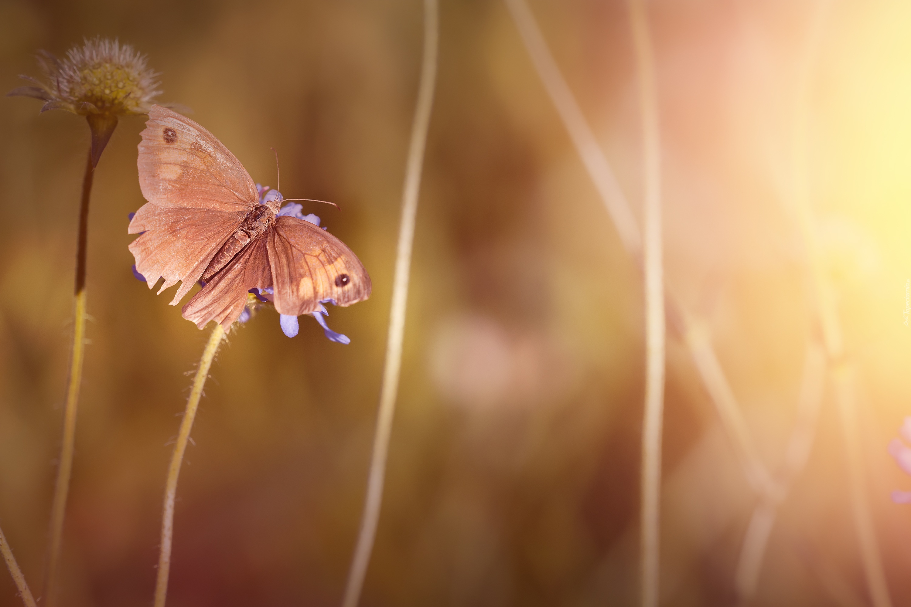 Motyl