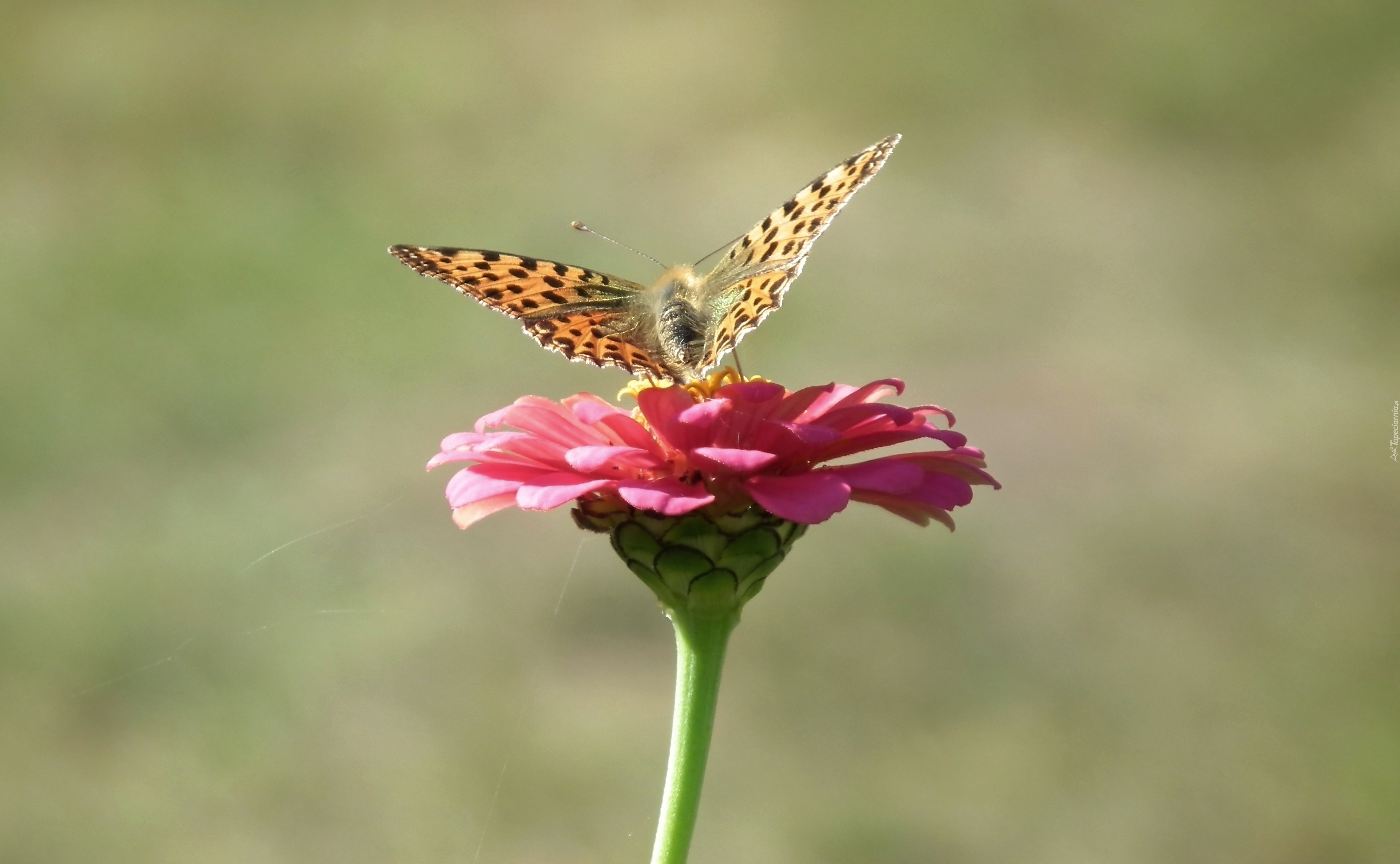 Motyl, Perłowiec malinowiec, Cynia