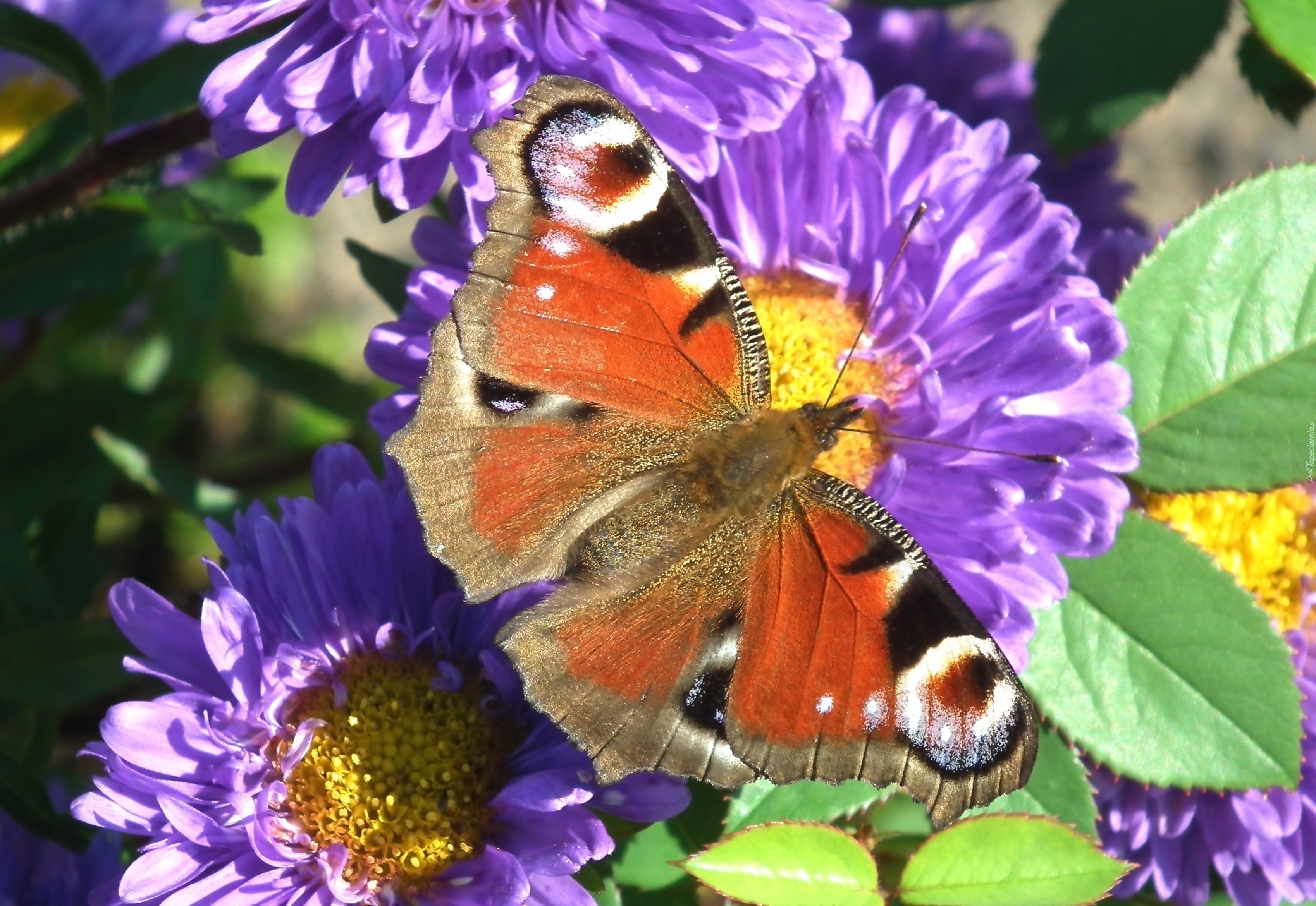 Motyl, Pawie oczko, Kwiat, Aster