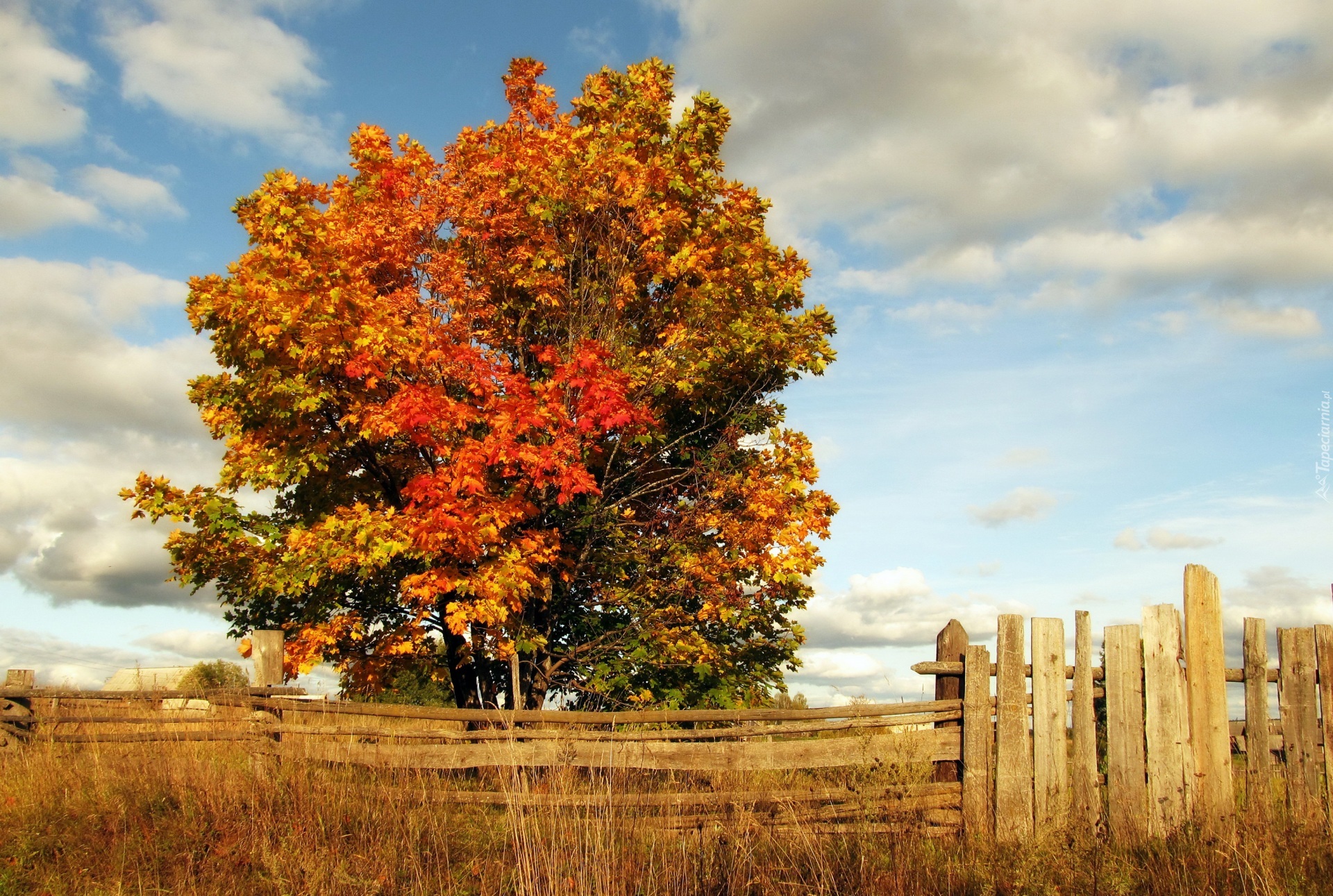 Jesień, Drzewo, Drewniany, Płot