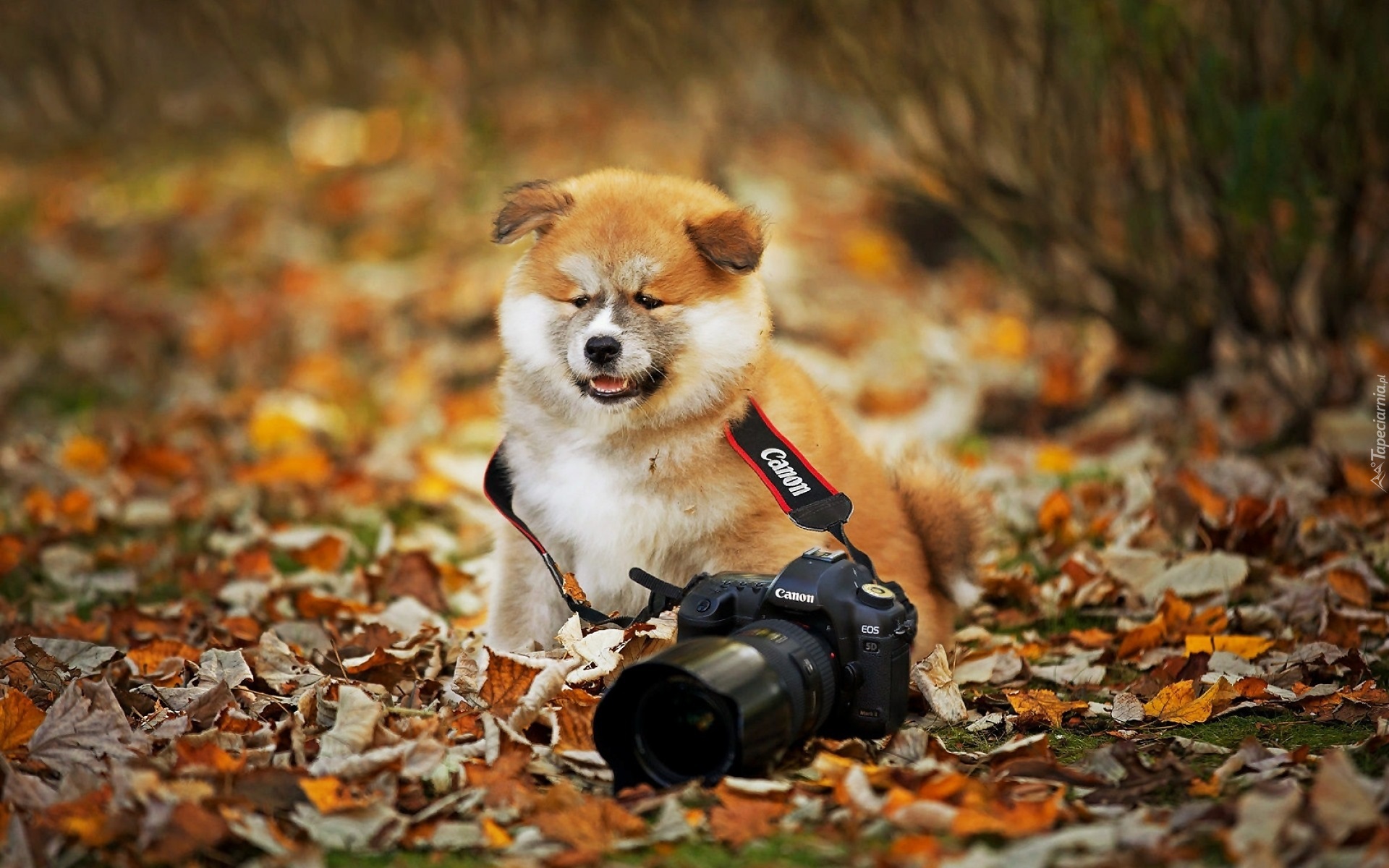 Pies, Aparat, Fotograficzny, Liście