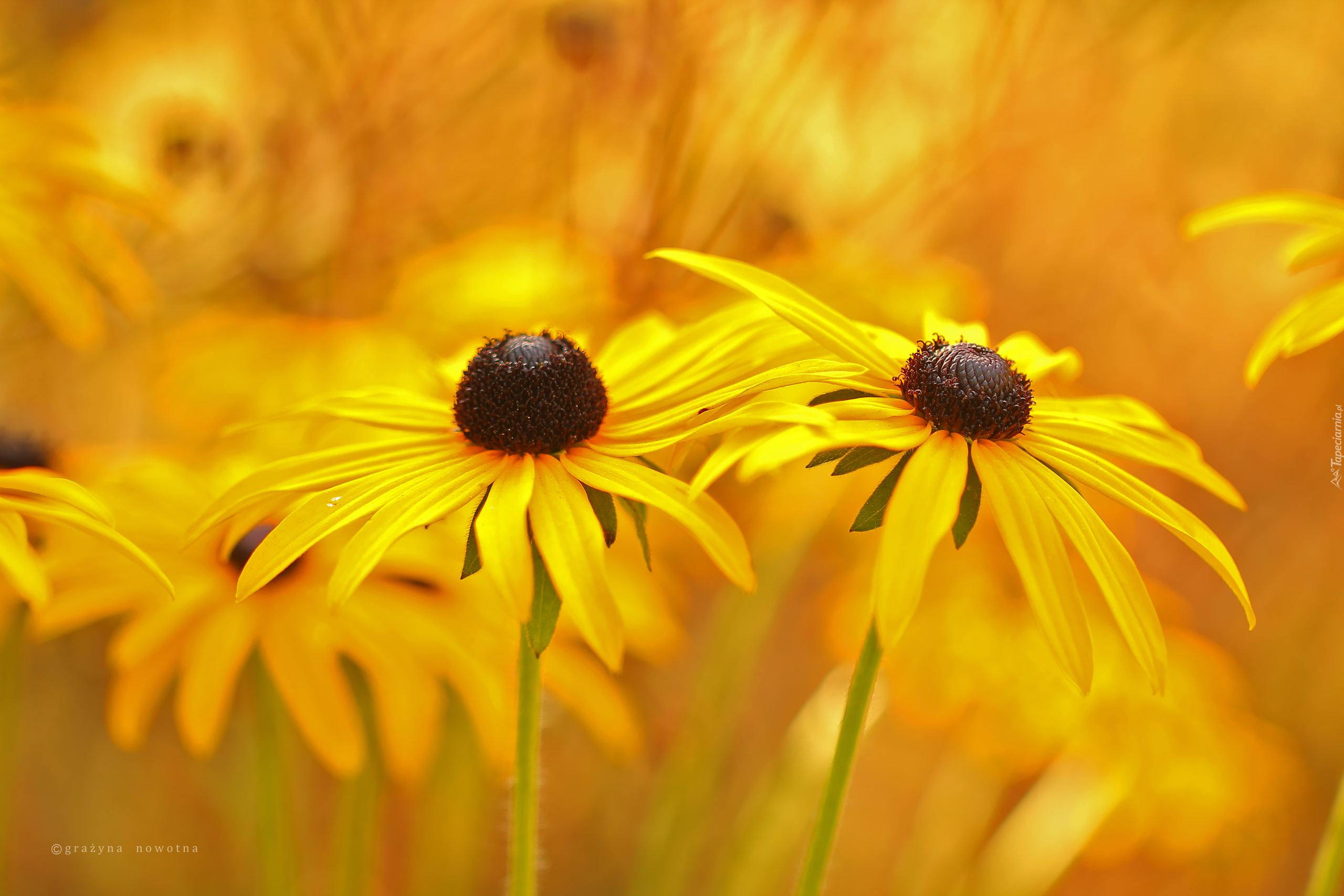 Rudbekia, Żółte, Kwiaty