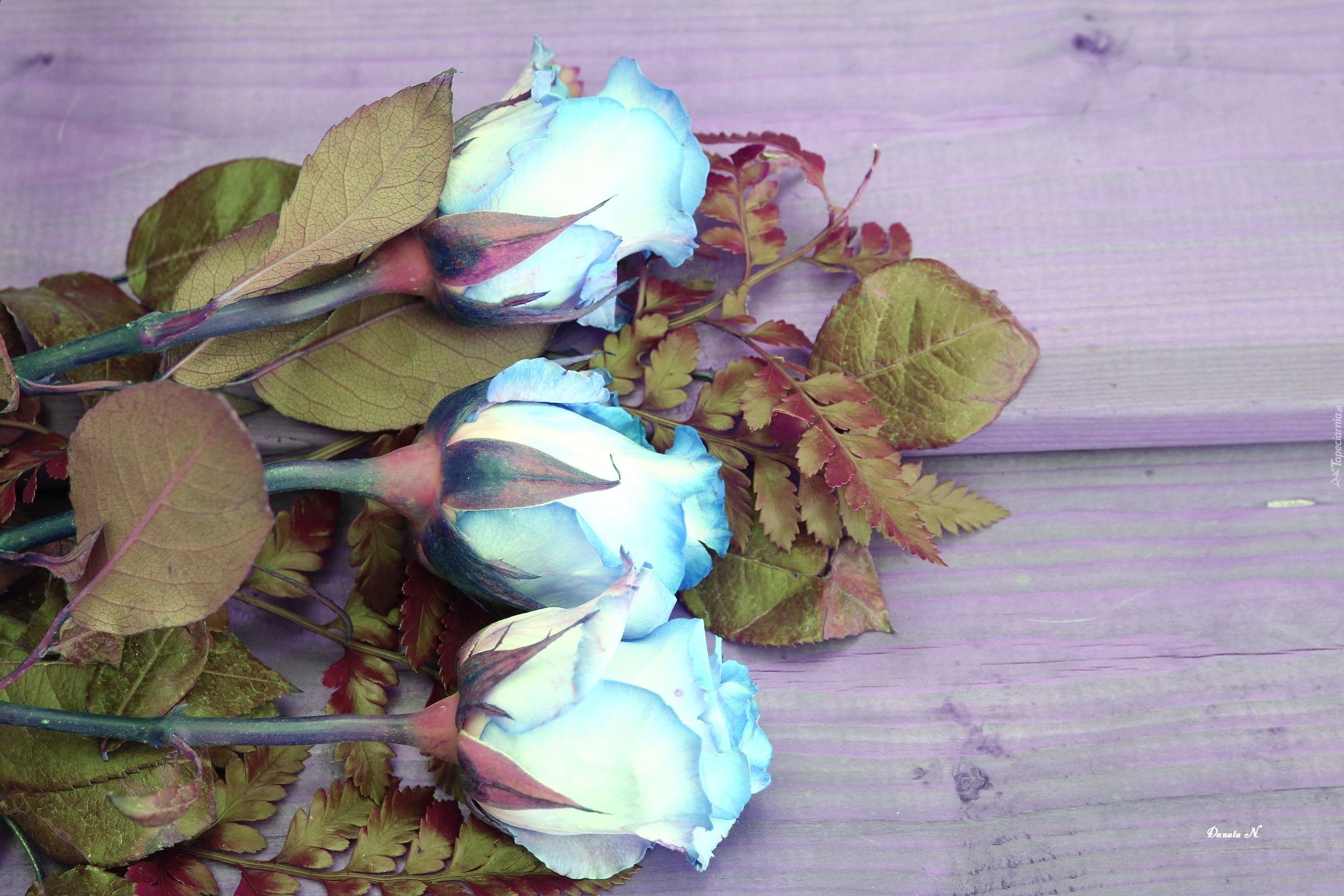 Kwiaty, Róże, Niebieskie, Bukiet, Liście