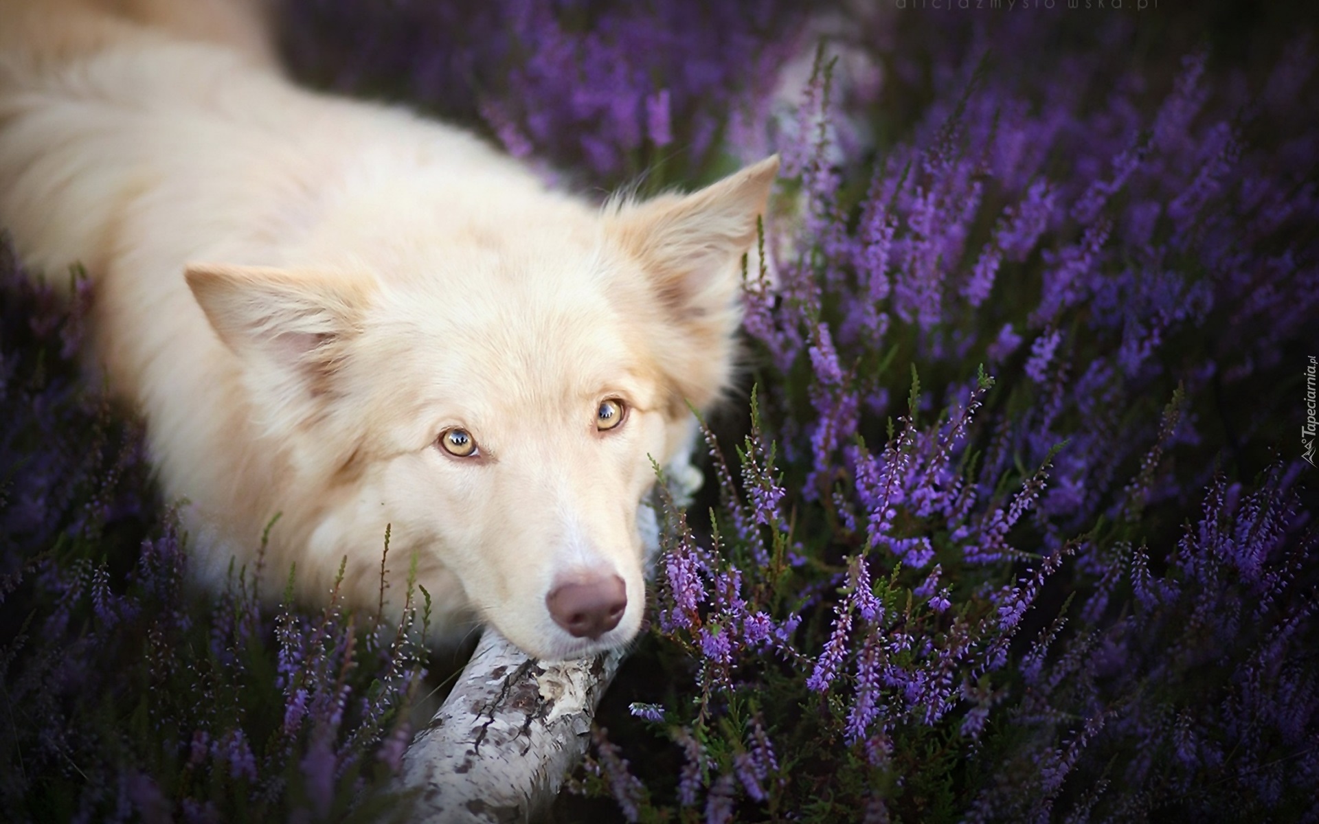 Wrzos, Border Collie