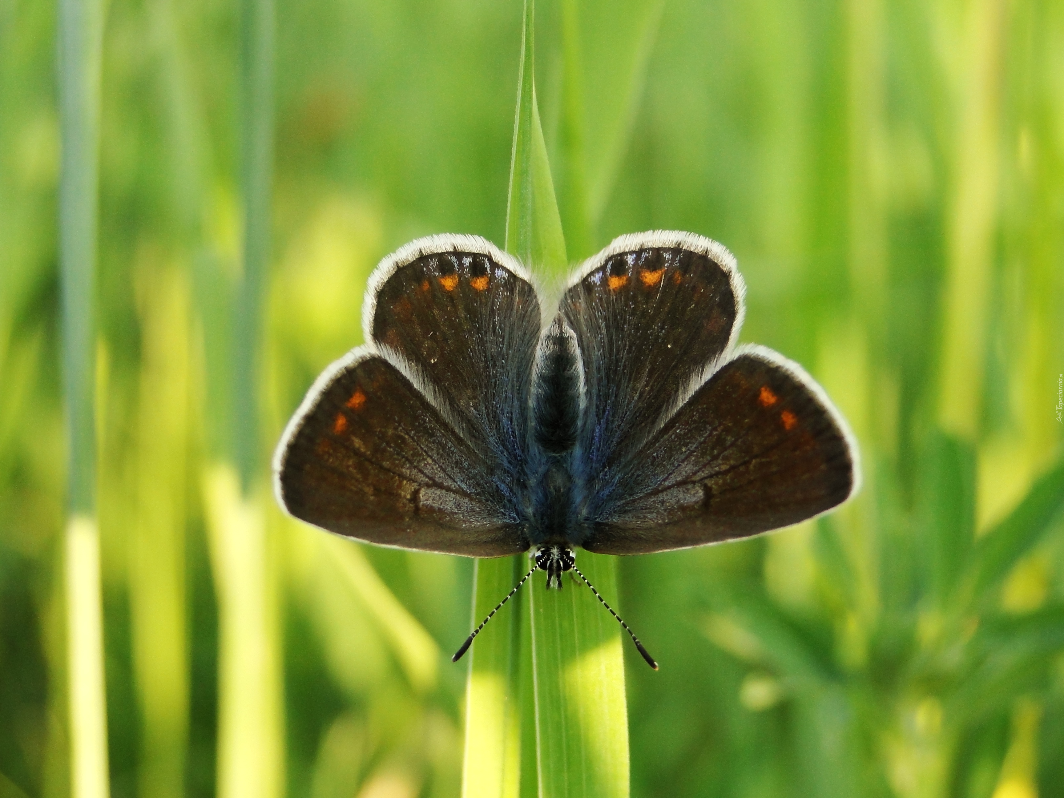 Motyl, Modraszek agestis