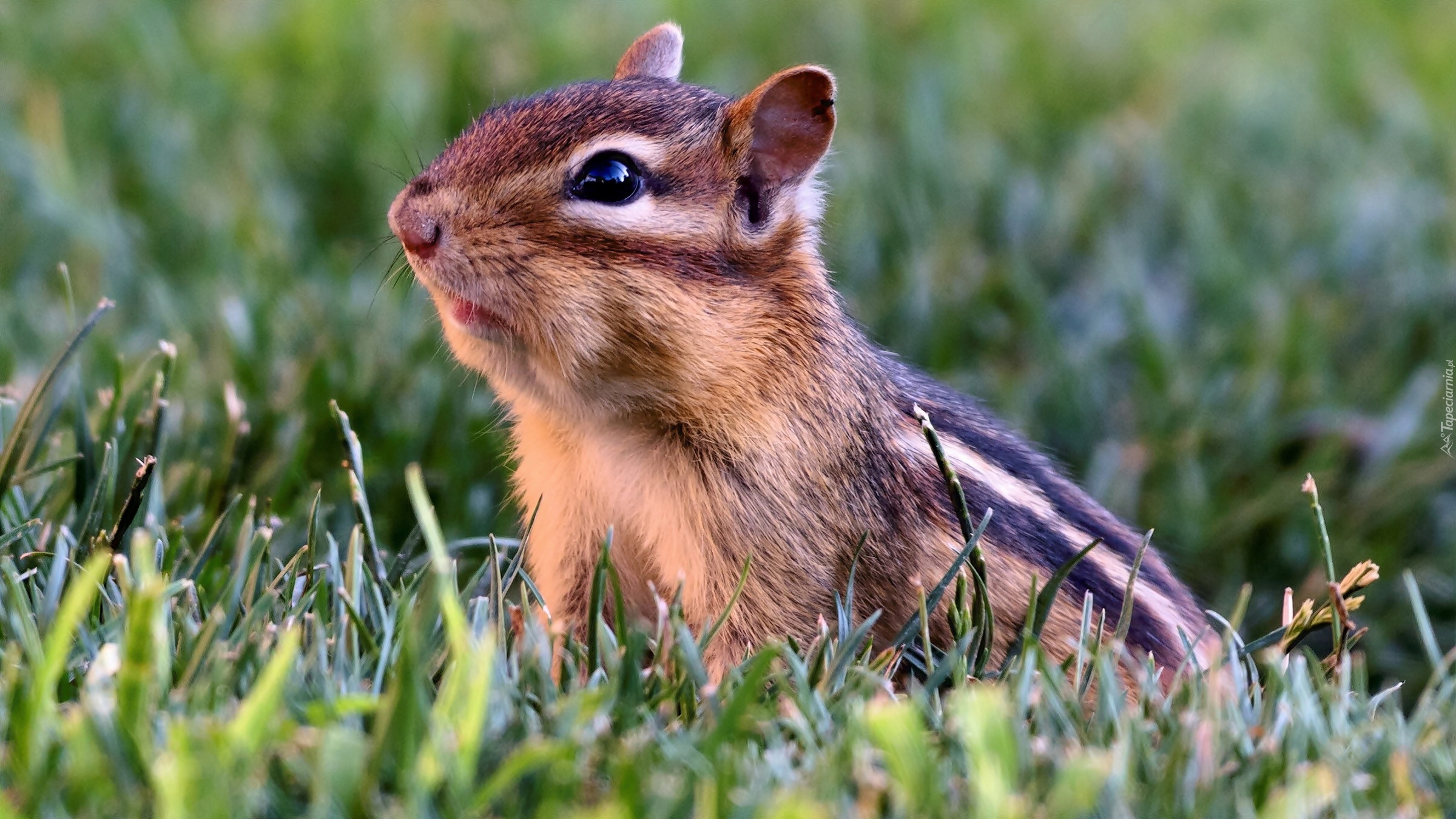 Wiewiórka, Chipmunk, Trawa, Łąka