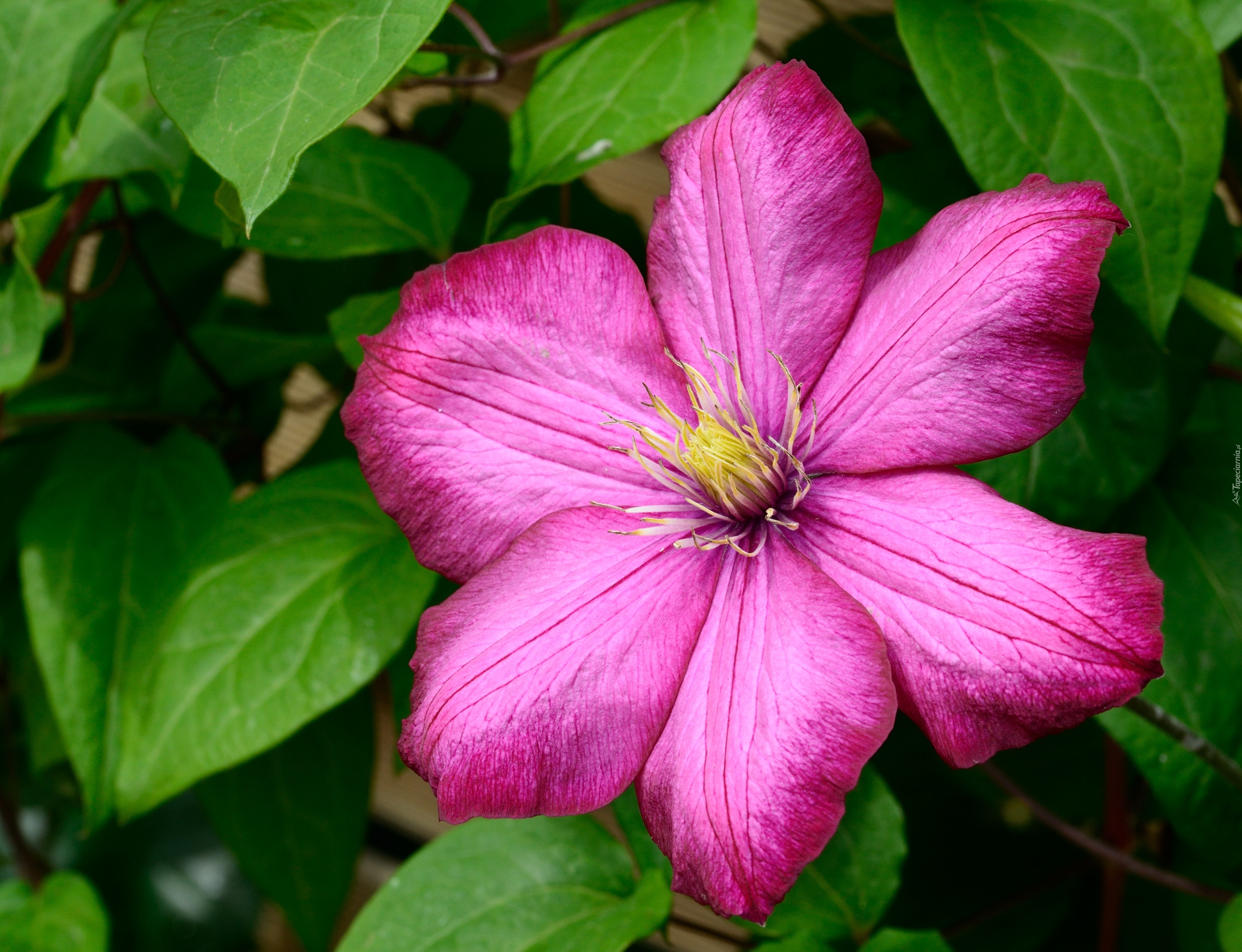 Różowy, Clematis