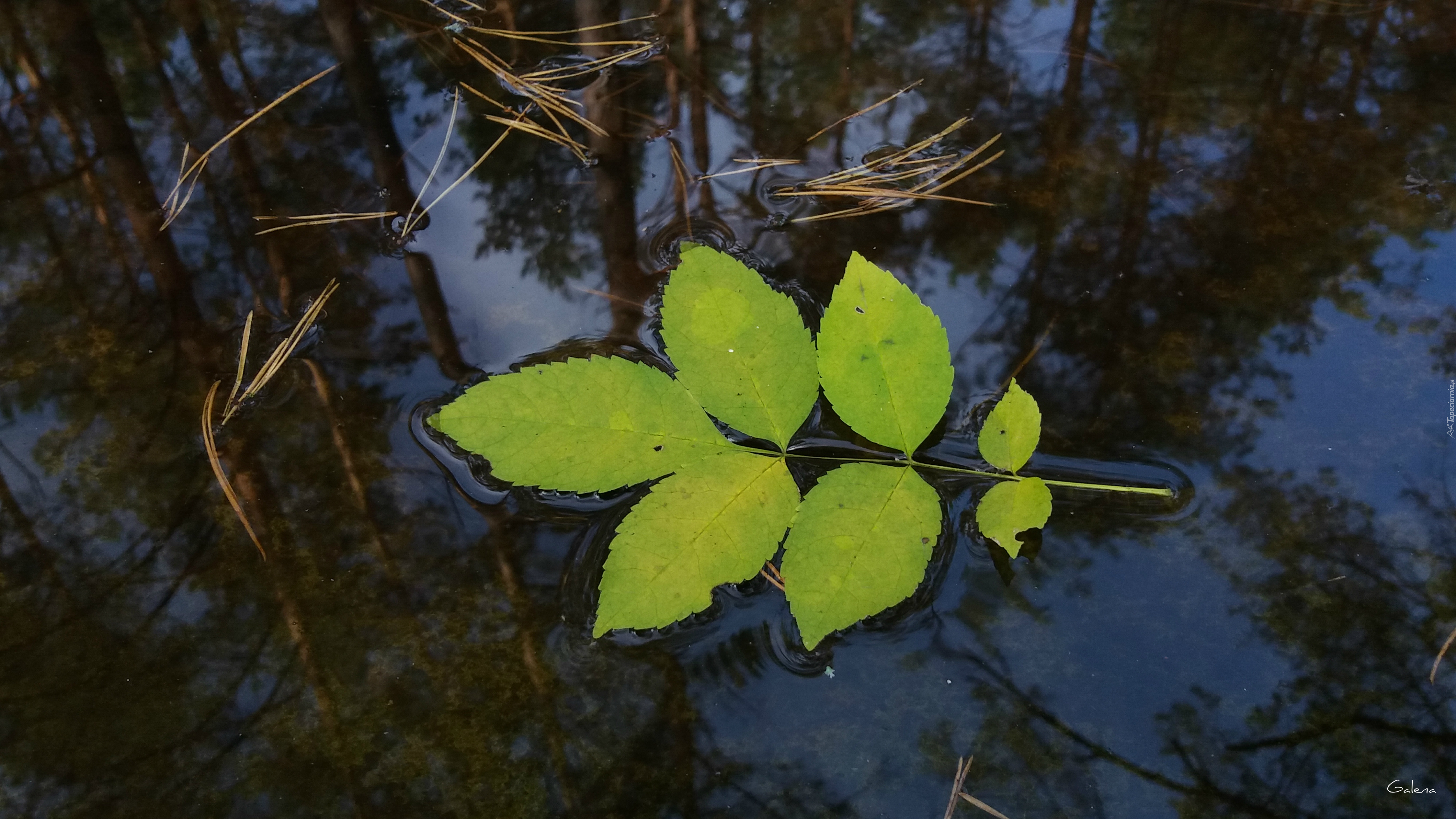 Liść, Woda