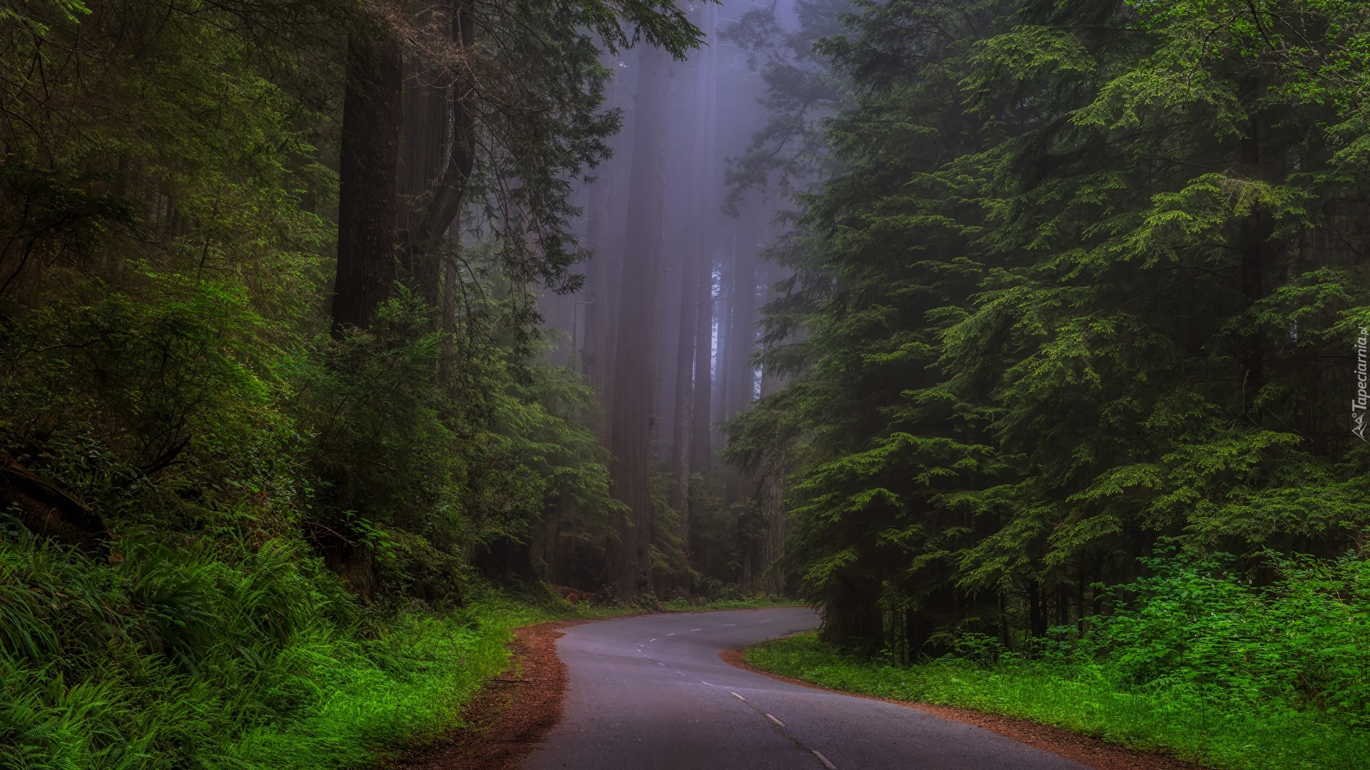 Stany Zjednoczone, Stan Kalifornia, Park Narodowy Redwood, Las, Drzewa, Sekwoje, Mgła