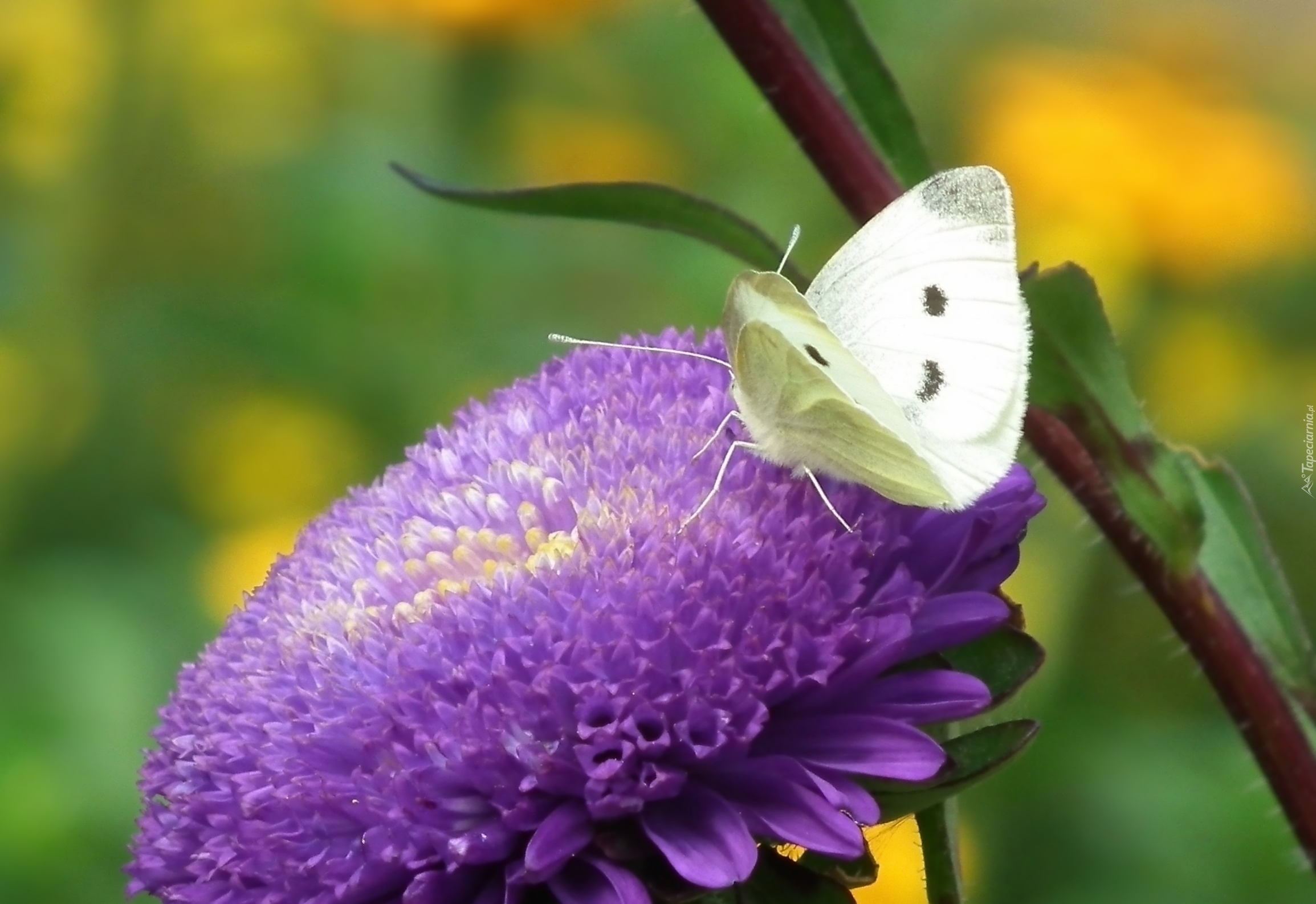 Motyl, Bielinek, Kwiat, Aster
