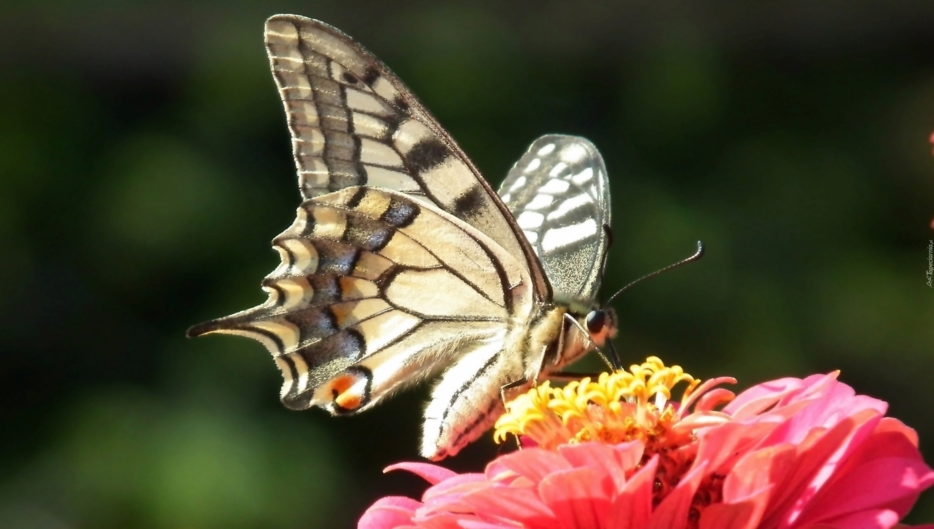 Motyl, Paż królowej, Kwiat, Cynia