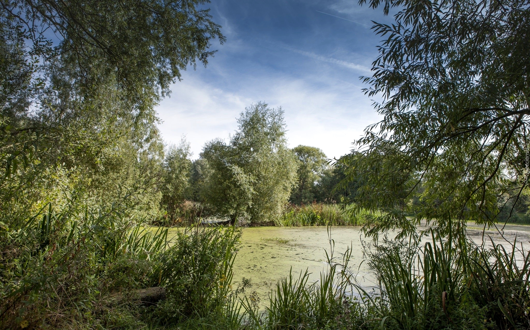 Bagno, Drzewa, Roślinność