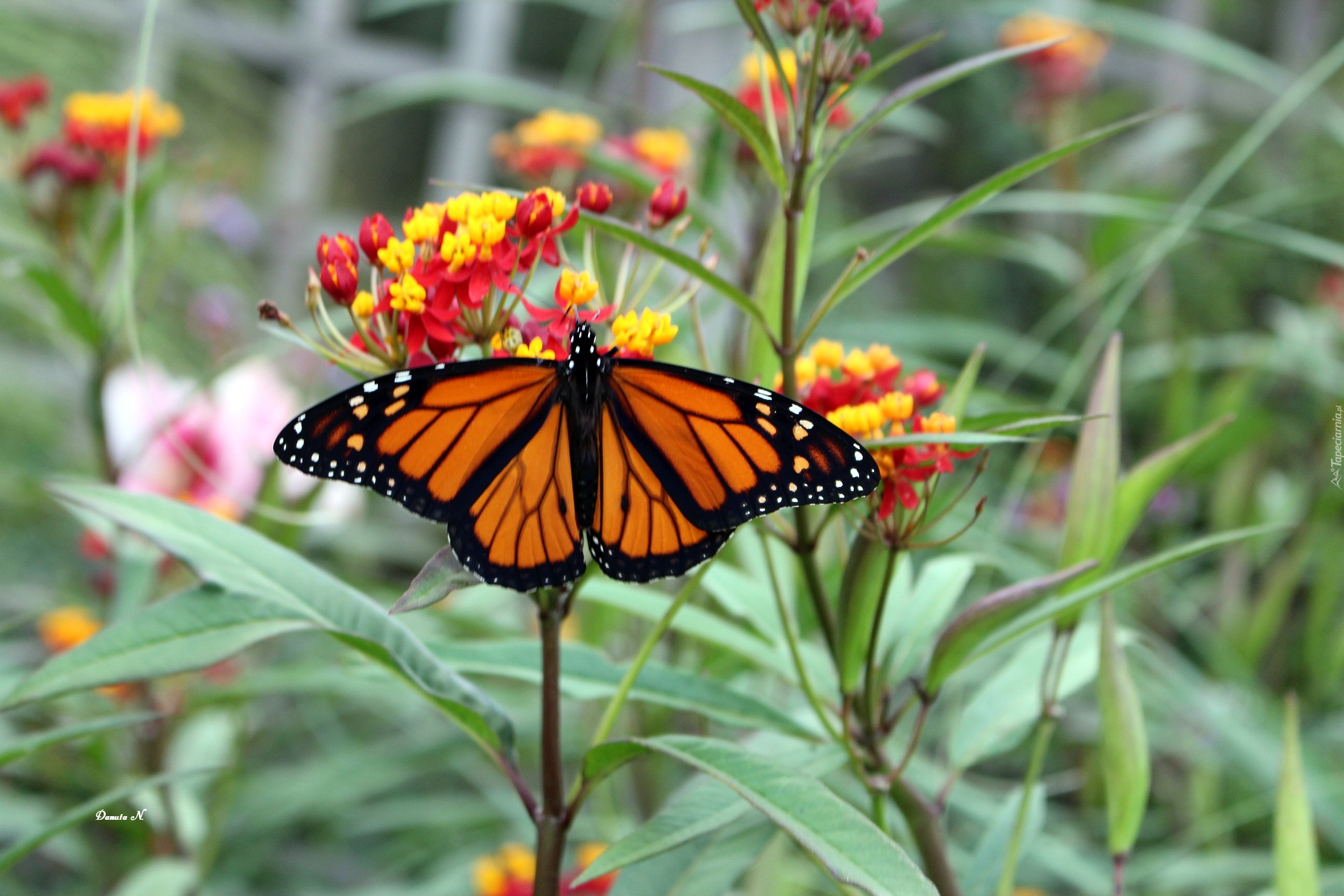 Motyl, Monarch, Kwiaty, Liście, Ogród