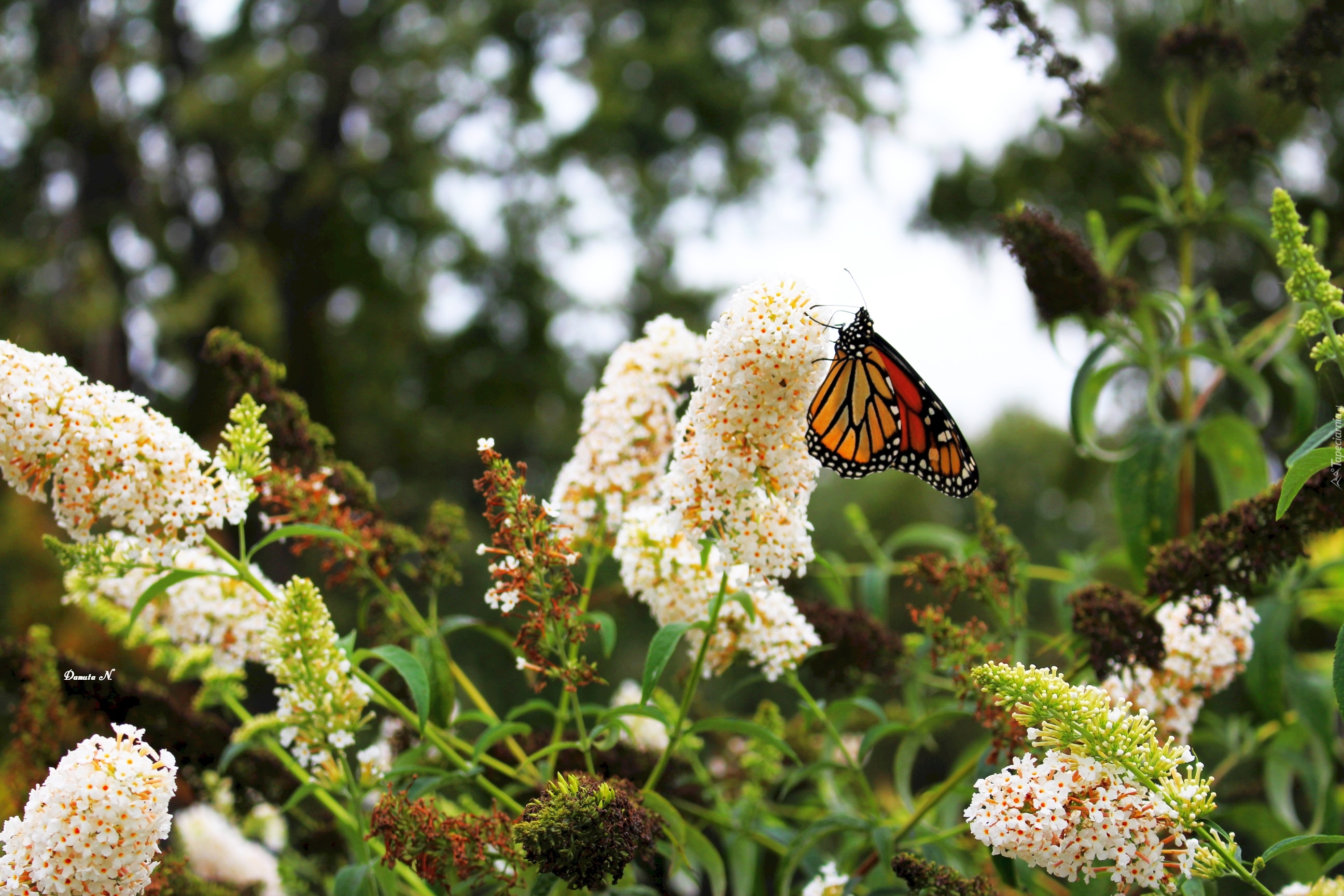 Budleja, Motyl, Monarch, Ogród