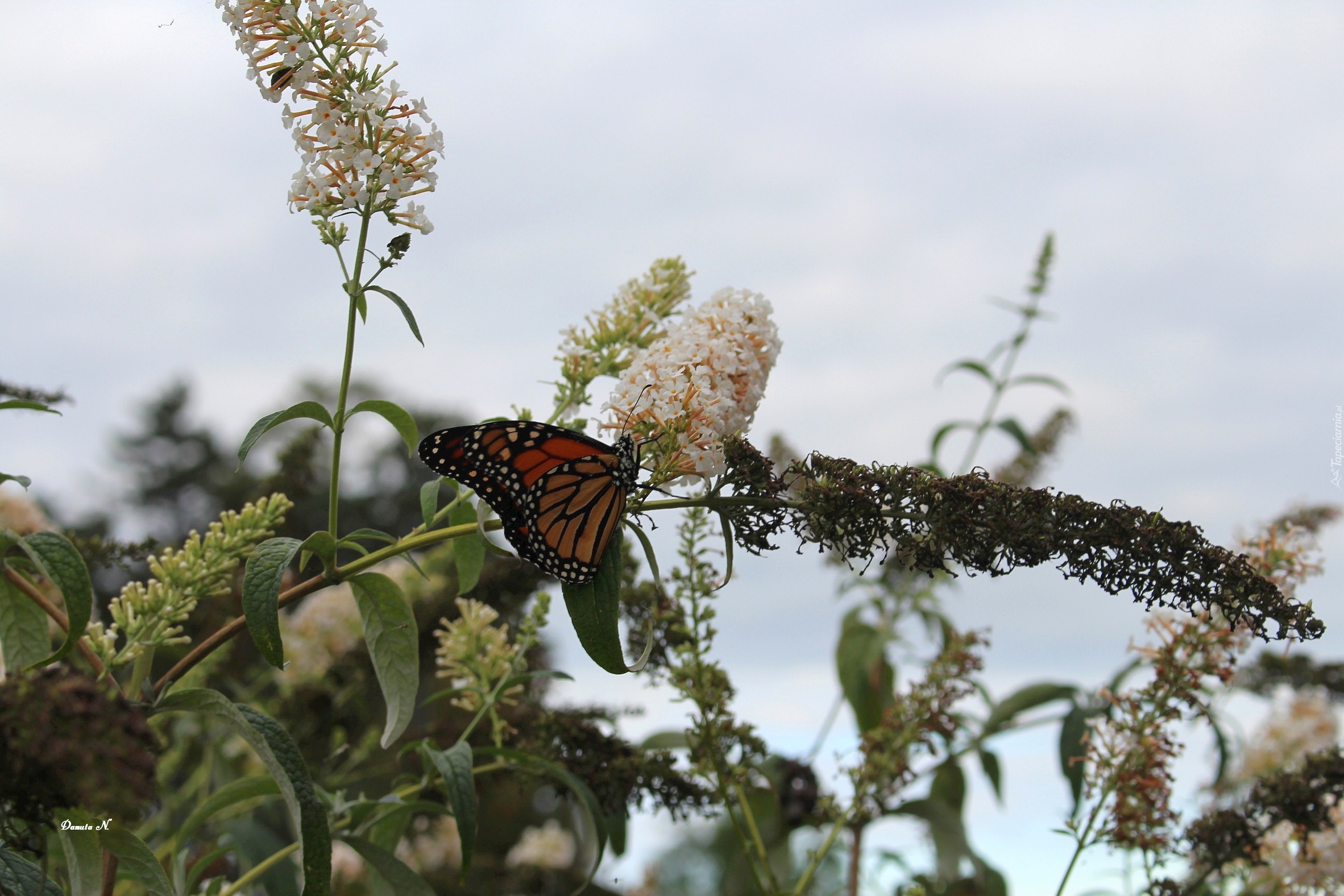 Motyl, Monarch, Budleja, Liście, Lato