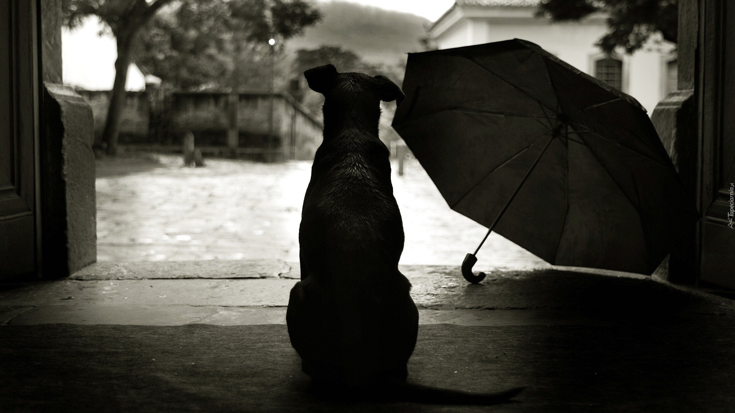 Pies, Parasol