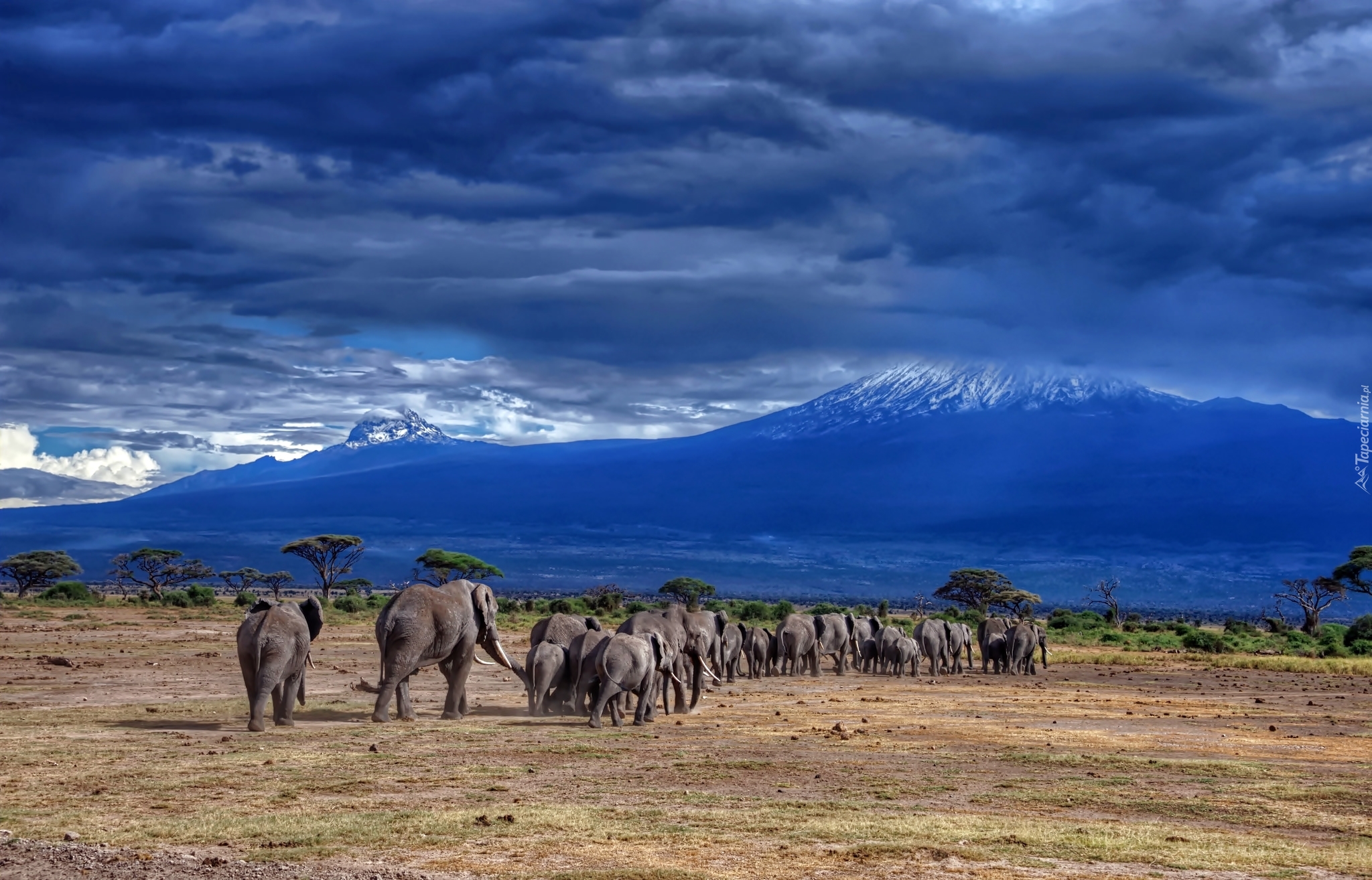 Park, Narodowy, Kilimandżaro, Góry, Step, Rodzina, Słoni, Tanzania, Afryka