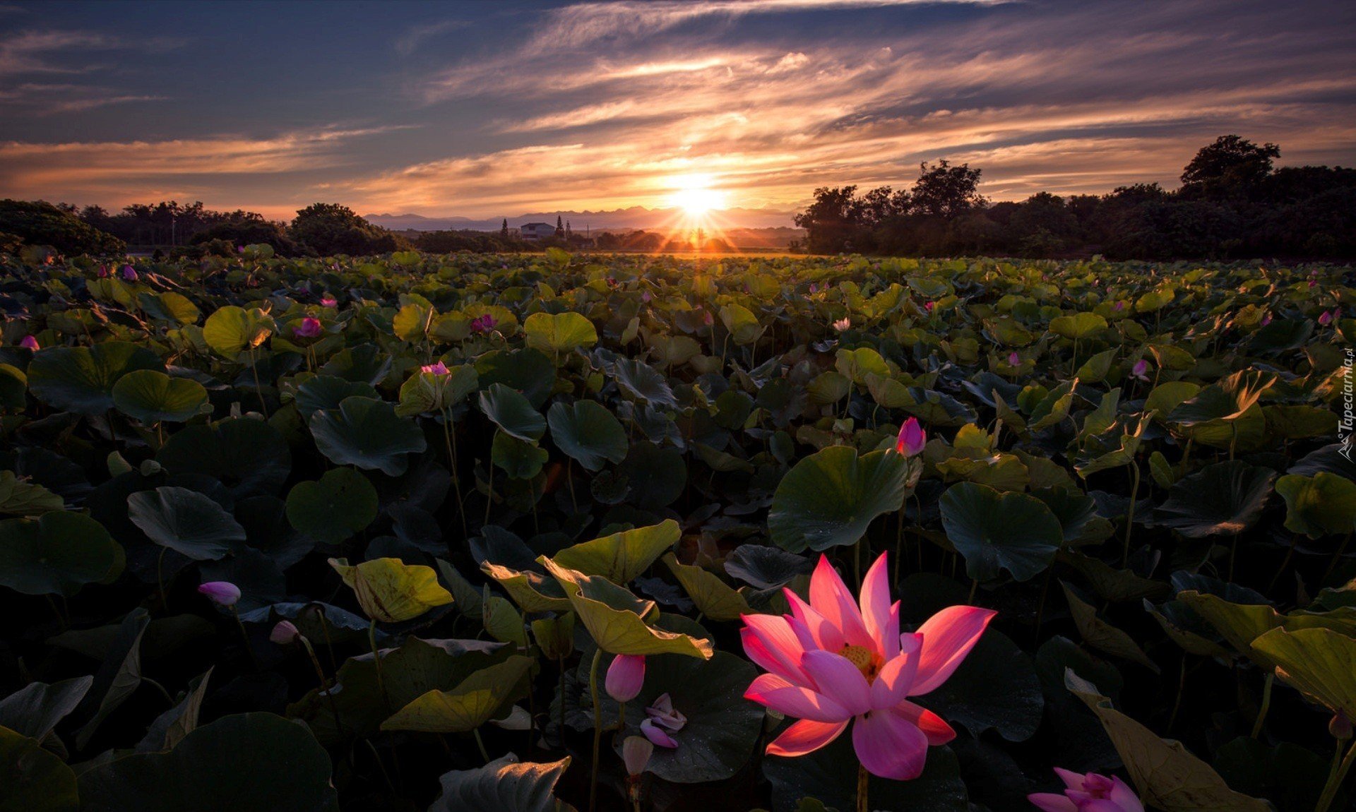 Zachód słońca, Plantacja kwiatów
