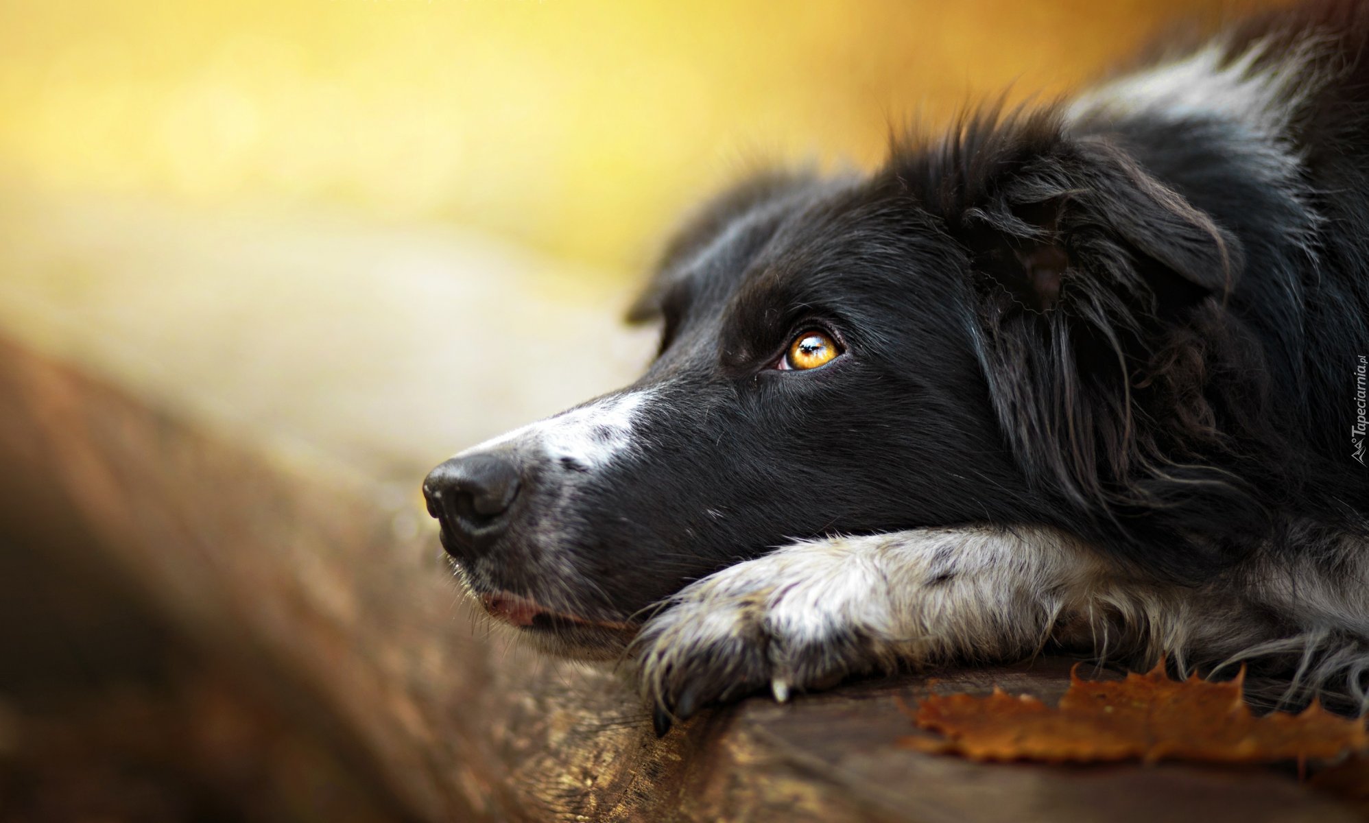 Pies, Border collie, Pysk, Kłoda