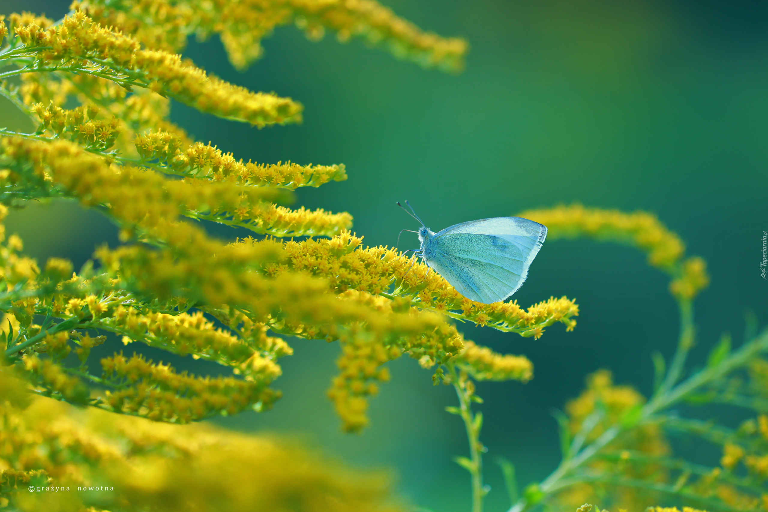 Nawłoć, Żółte, Kwiaty, Motyl, Bielinek